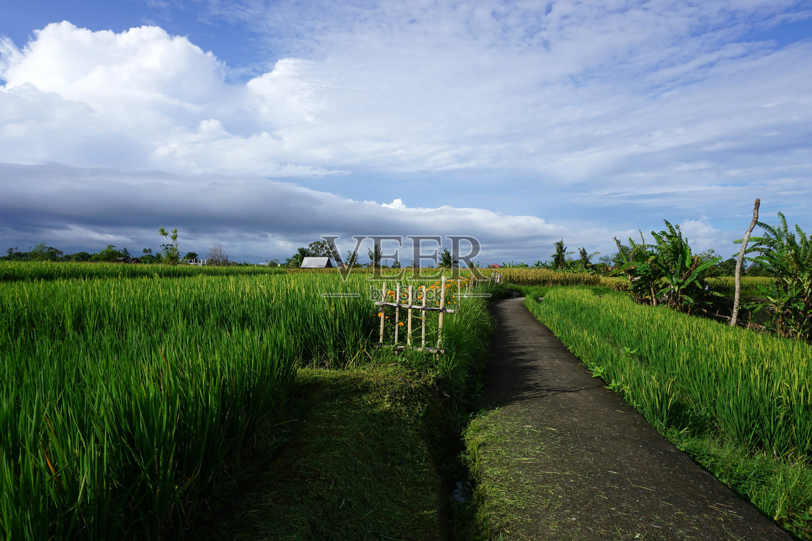 蓝天映衬下美丽的梯田风光，田野里是绿油油的嫩稻苗。照片摄影图片
