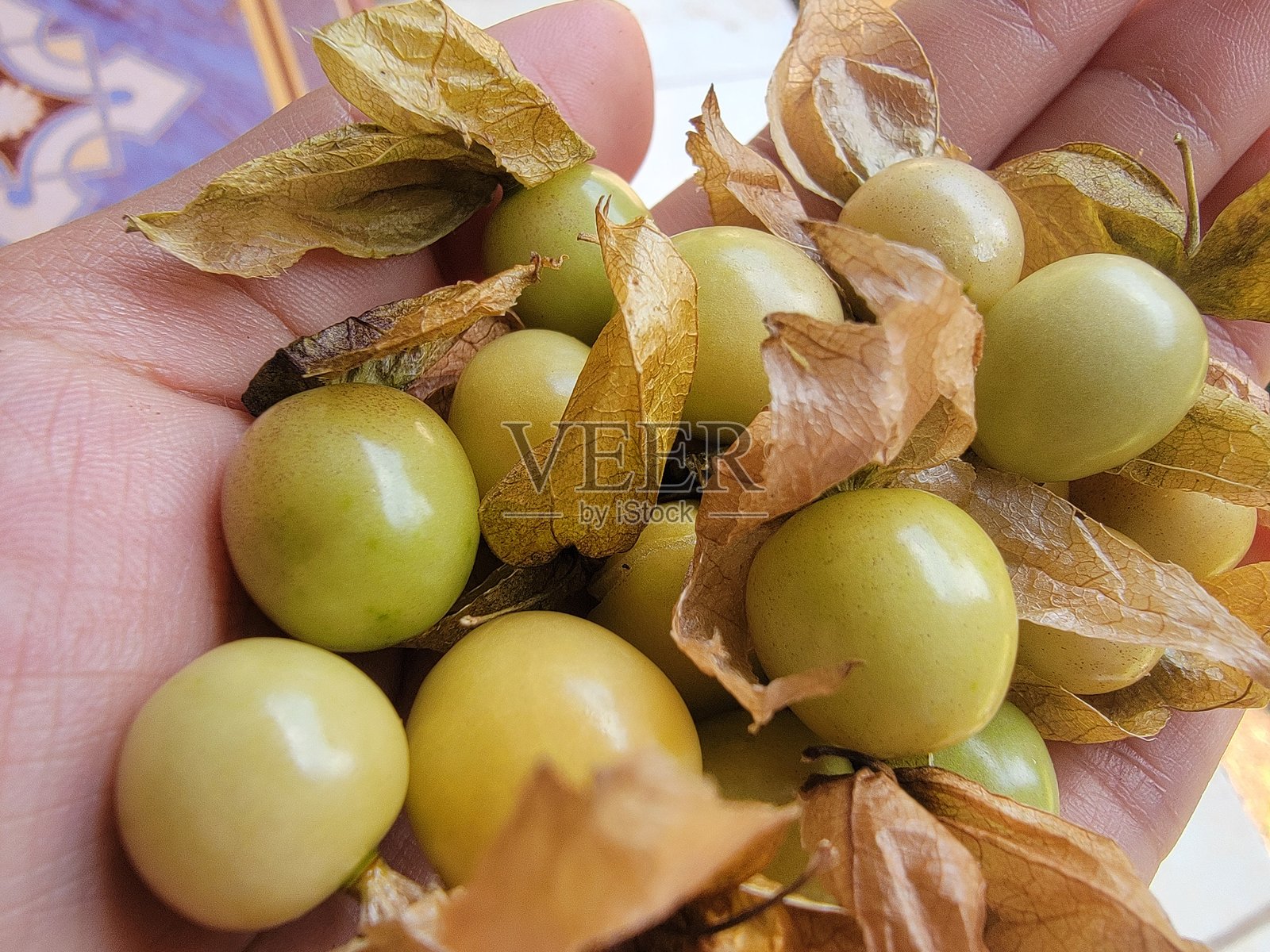 灯笼果（酸浆，也称灯笼草、红菇娘、鬼灯笼）照片摄影图片