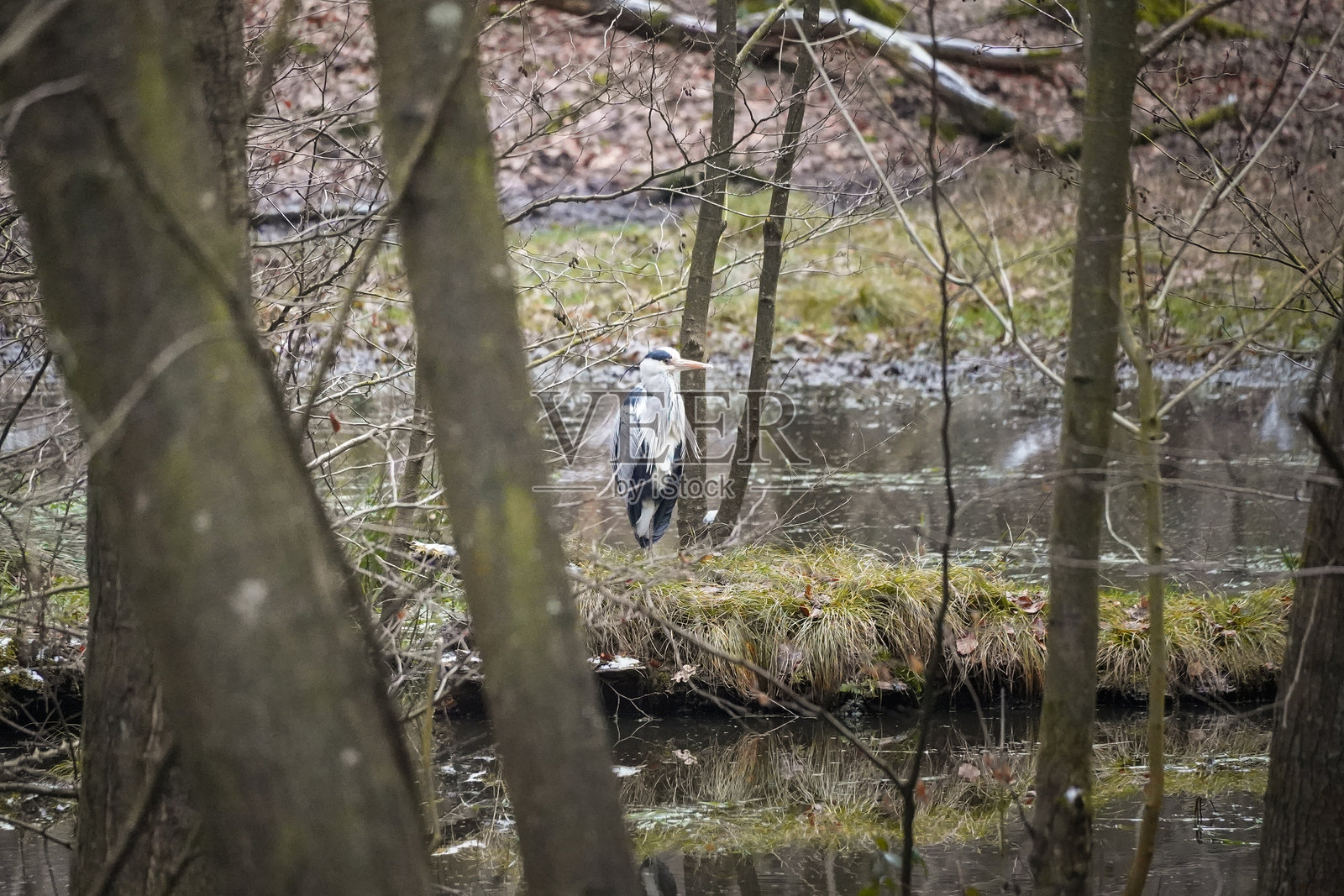 蓬松的羽毛照片摄影图片