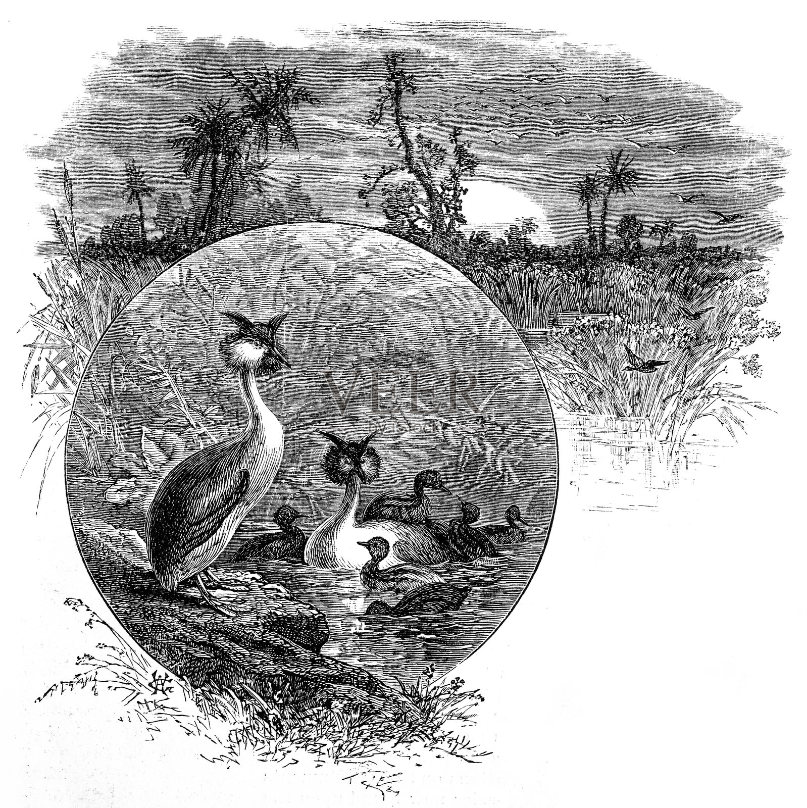 鸟类与羽毛：鸊鷉插画图片素材