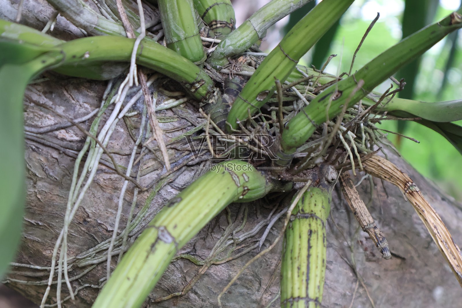 充满活力的绿色植物根系交织，郁郁葱葱的热带叶子，展示生长和韧性的自然环境，可供复制空间。照片摄影图片