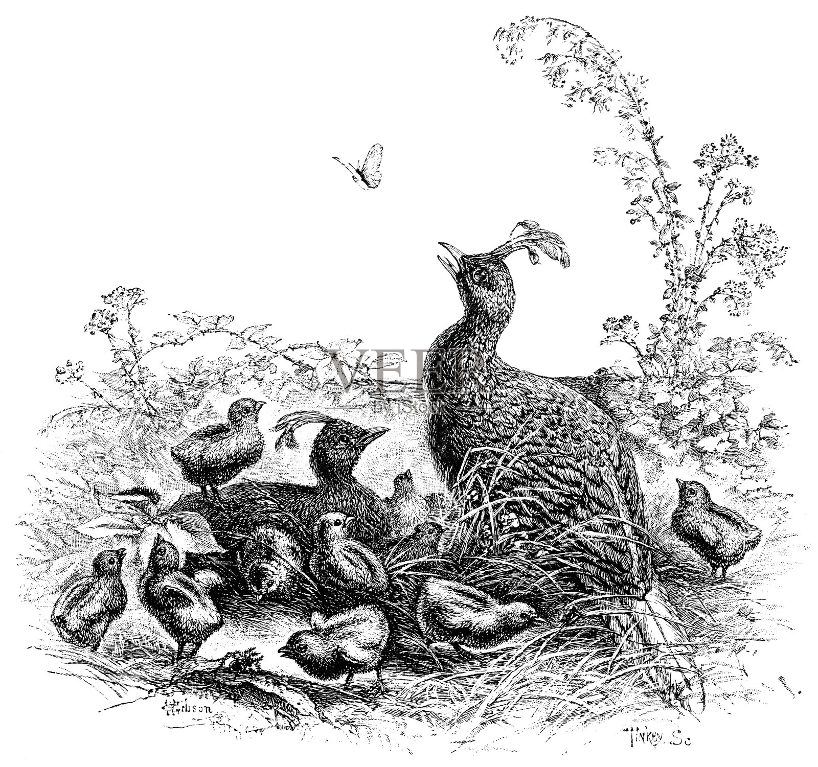 鸟类与羽毛：金鸡插画图片素材