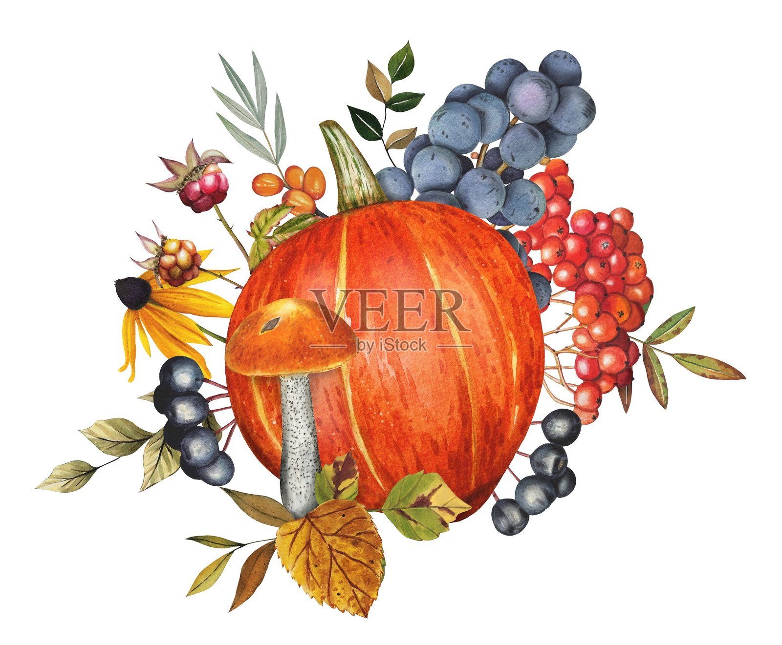 手绘丰收构图，包含橙色南瓜、罗文莓、葡萄、蘑菇和秋叶。水彩。插画图片素材