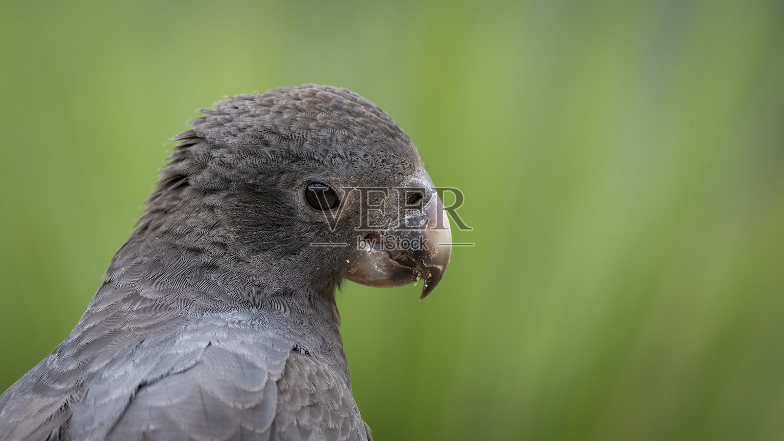 瓦萨鹦鹉特写侧面照照片摄影图片