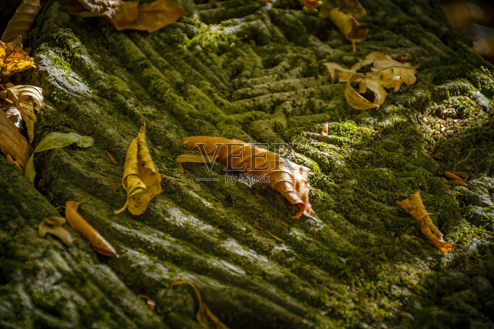 森林中的十字石照片摄影图片