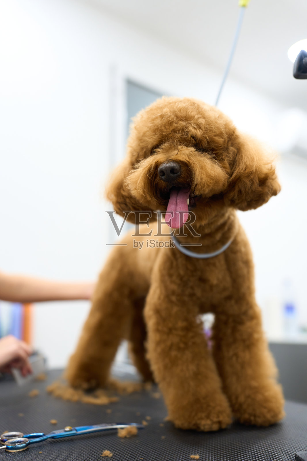 宠物美容院里正在接受美容的贵宾犬照片摄影图片