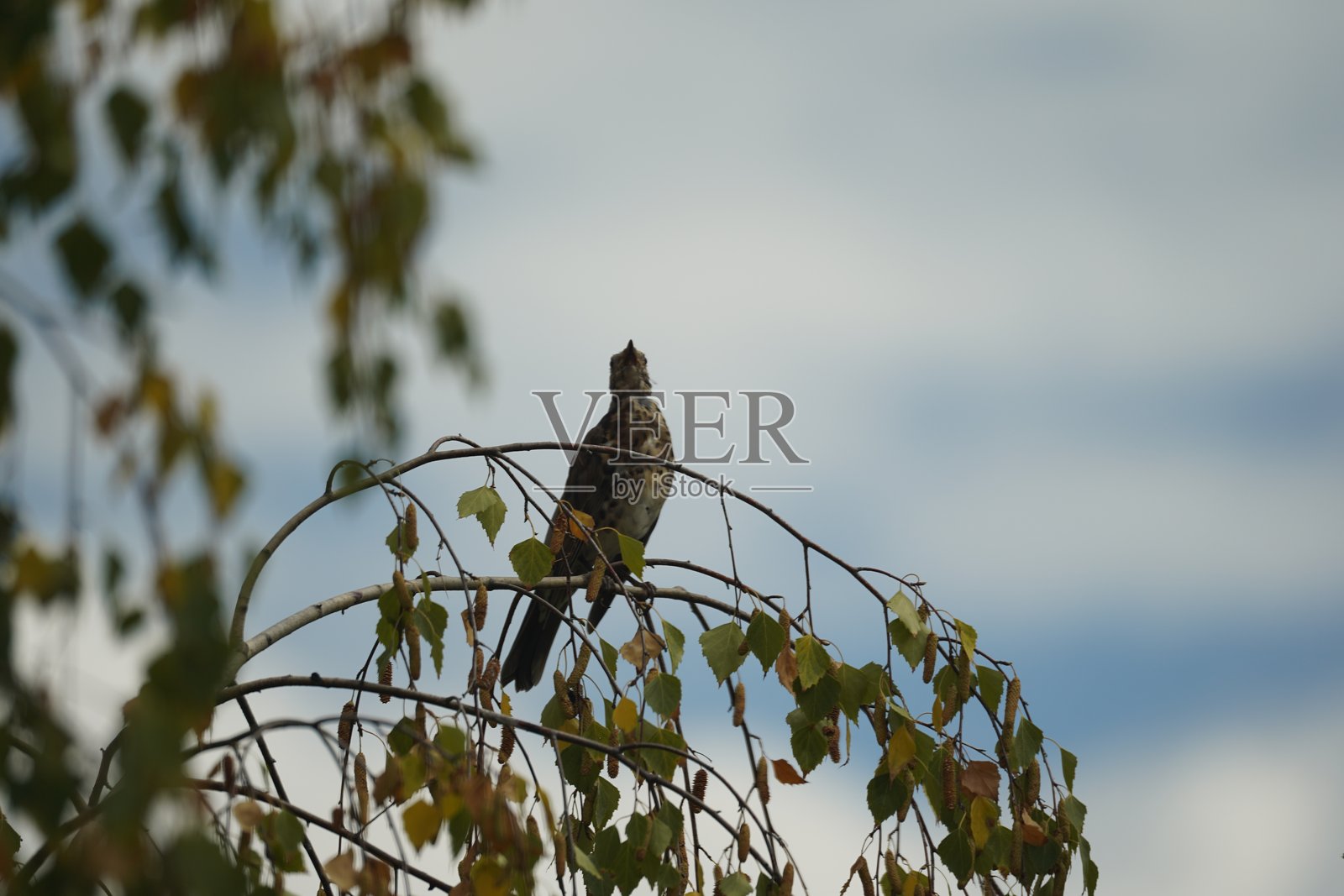 野生动物 鸟类 自然 休闲时光照片摄影图片