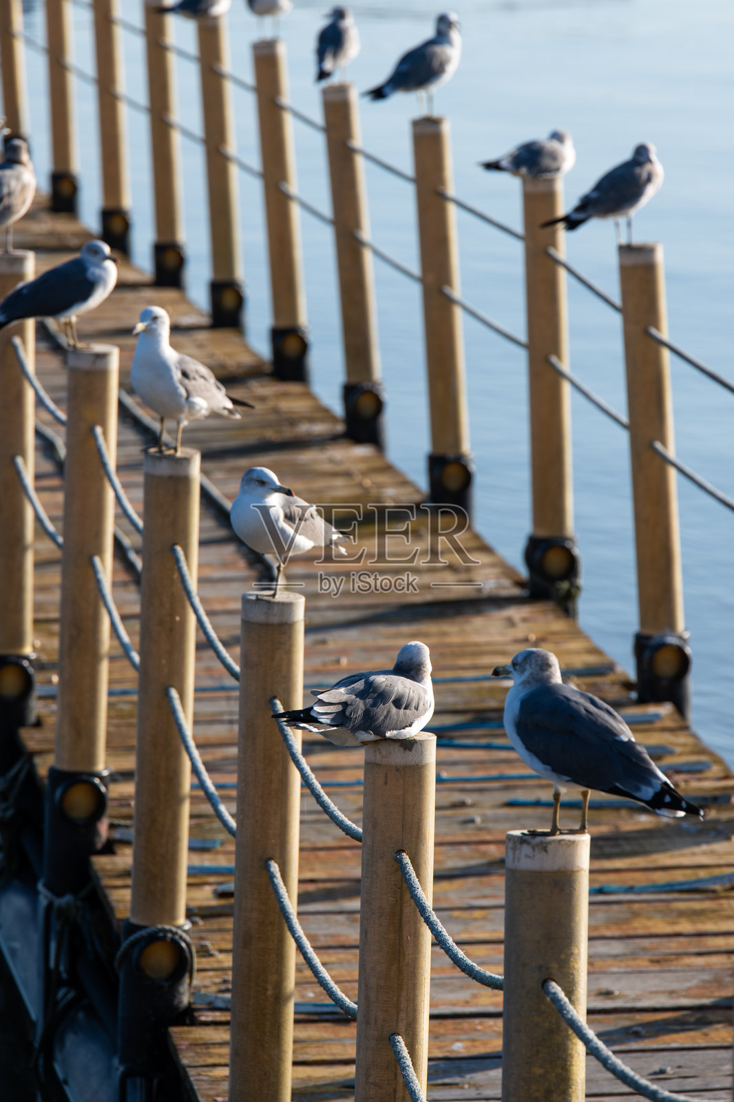 海鸥栖息在海边的码头上照片摄影图片