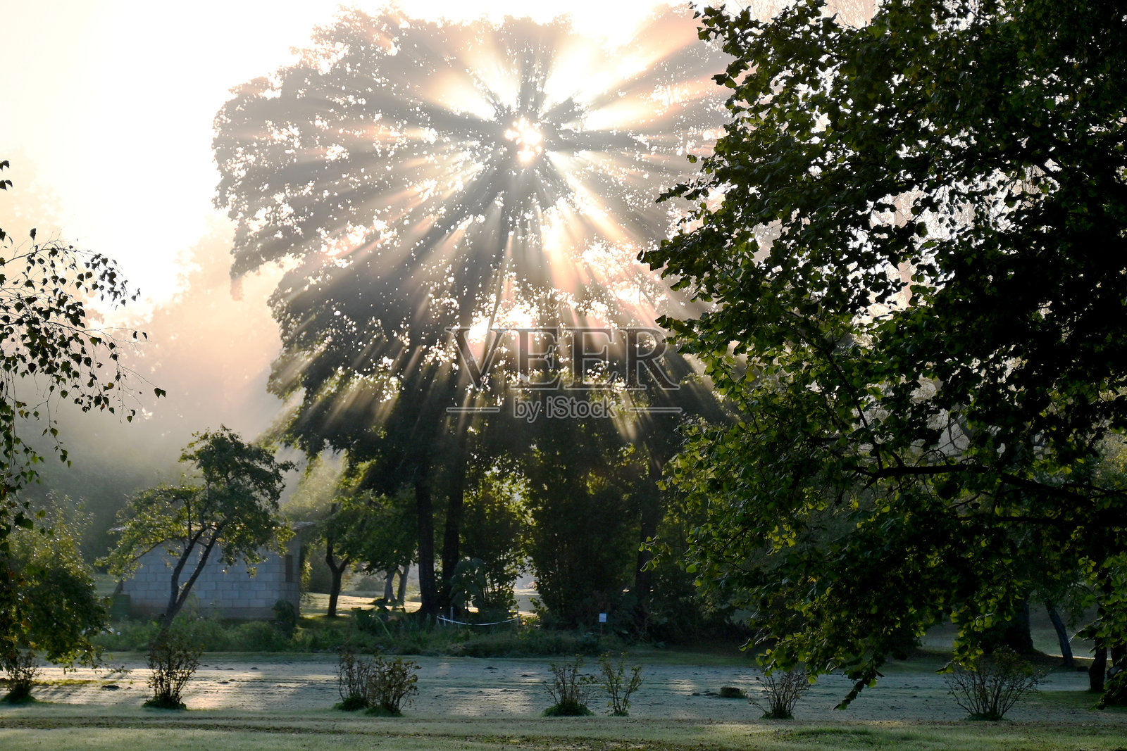 初秋的早晨，雾气模糊了树木和灌木的轮廓，背景虚化照片摄影图片