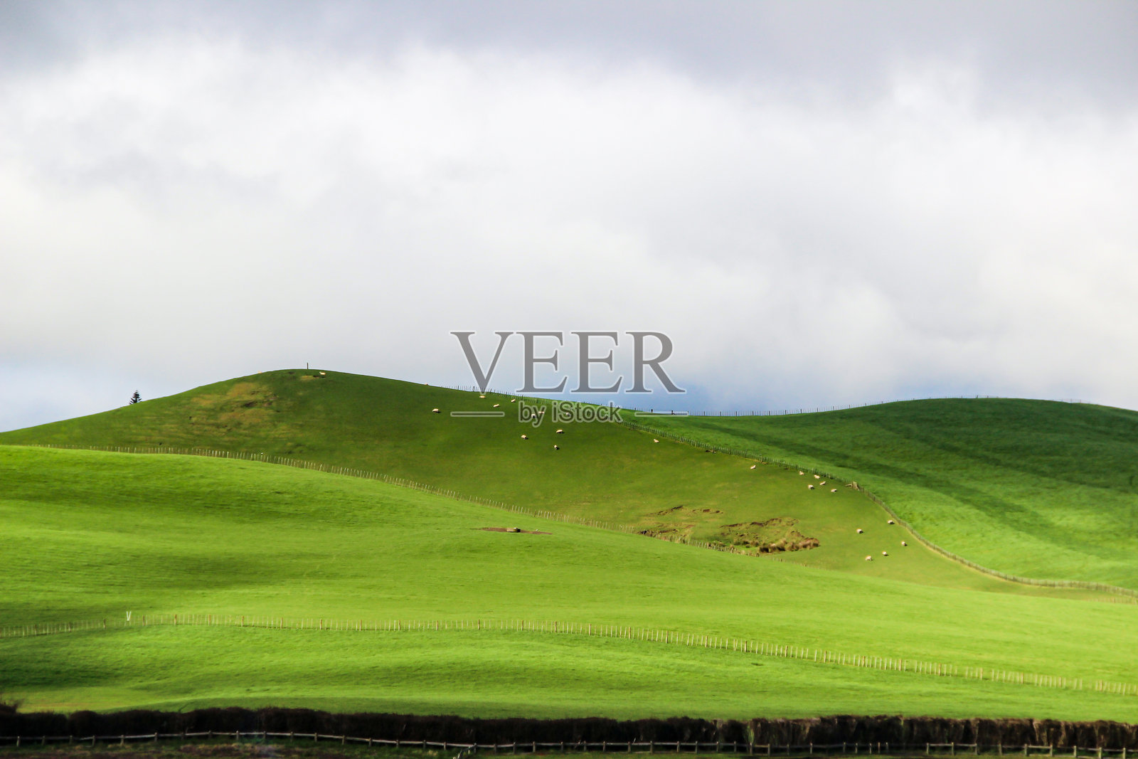 新西兰美丽的风光，绿色的山丘、牧场和放牧田野照片摄影图片