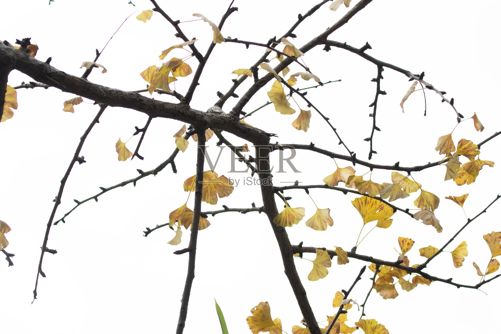 秋季概念，干枯的黄色银杏叶照片摄影图片