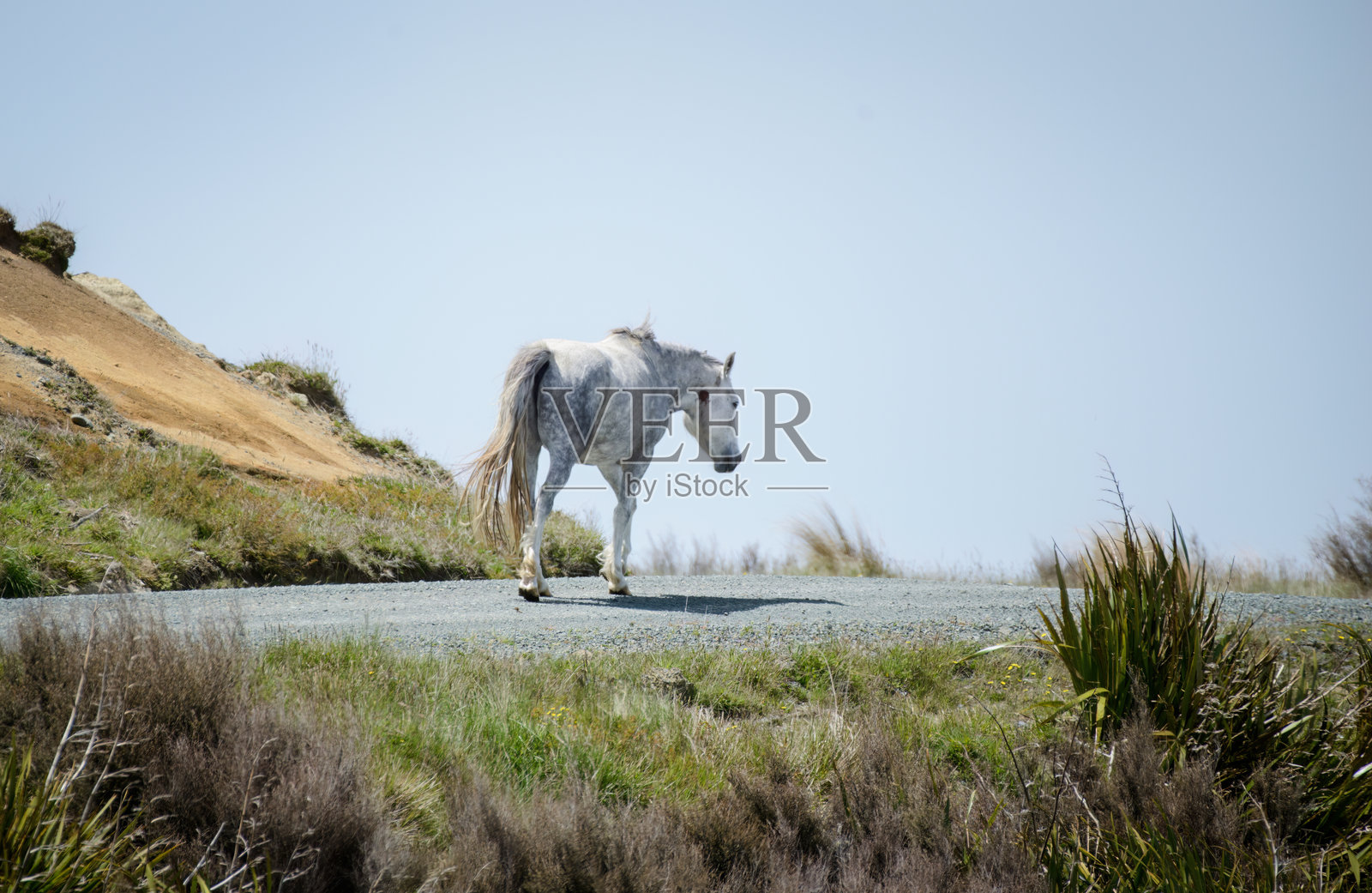 一只孤独的白色凯马纳瓦马在新西兰凯马纳瓦山脊的山顶上行走。照片摄影图片