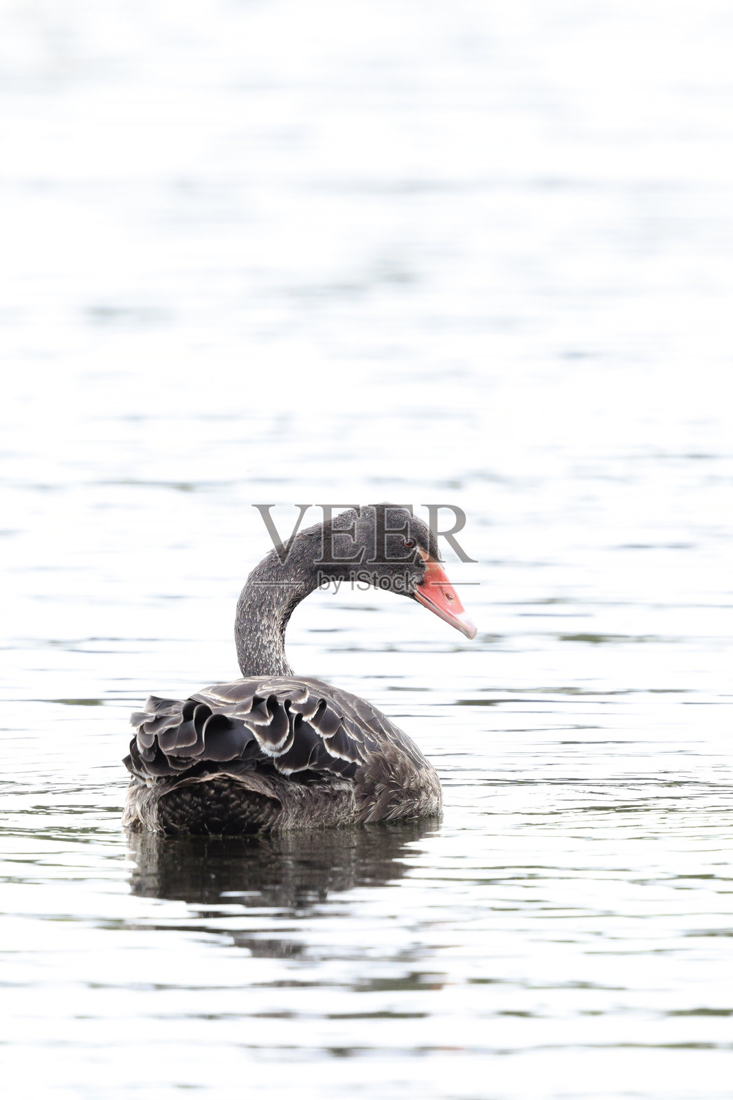 黑天鹅（Cygnus atratus）在游泳照片摄影图片