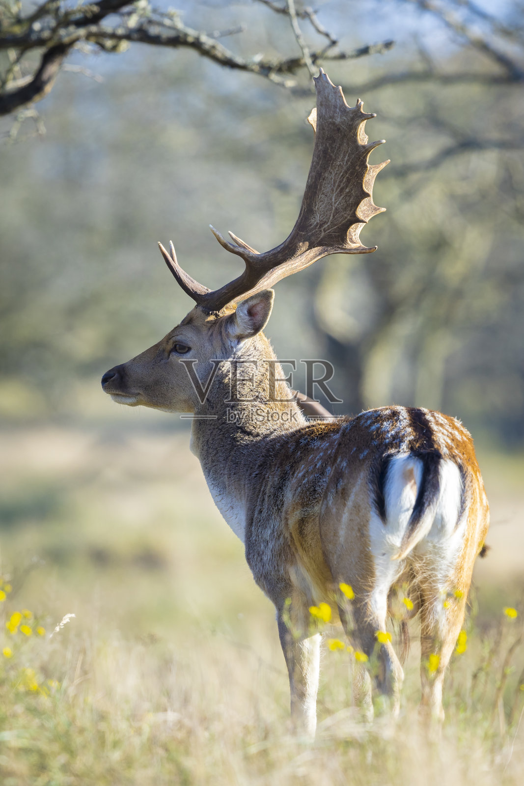 森林里的欧亚黇鹿雄鹿照片摄影图片