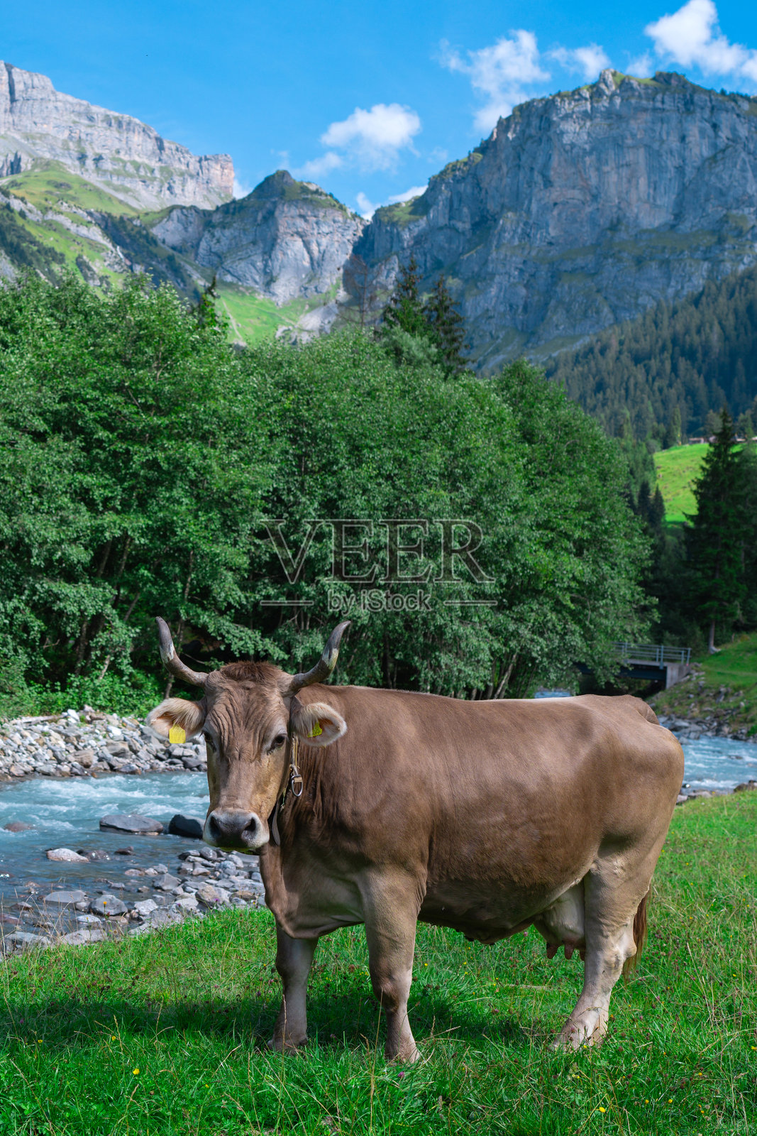 奶牛，畜牧业概念。奶牛在草地上。牲畜在绿色的田野里吃草。农场生活，有牛和牛犊。奶牛在乡村风景中。牧场里有吃草的牛。田里的奶牛。照片摄影图片