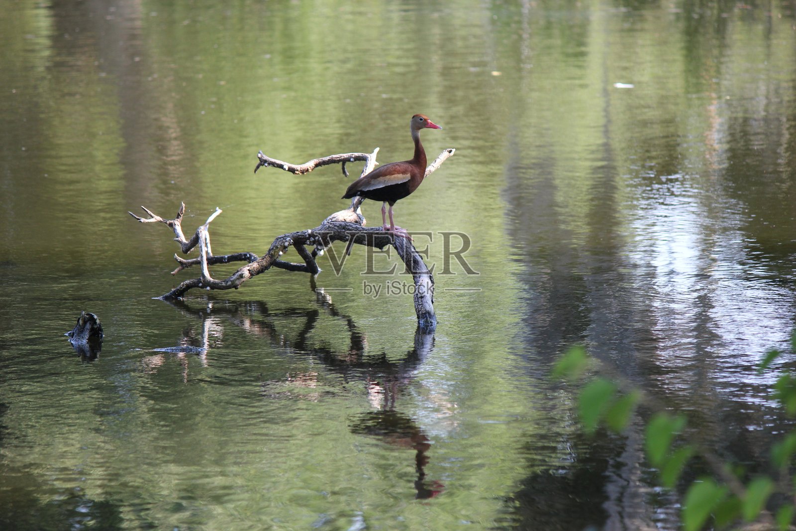 新奥尔良 - 黑腹红嘴鸭照片摄影图片
