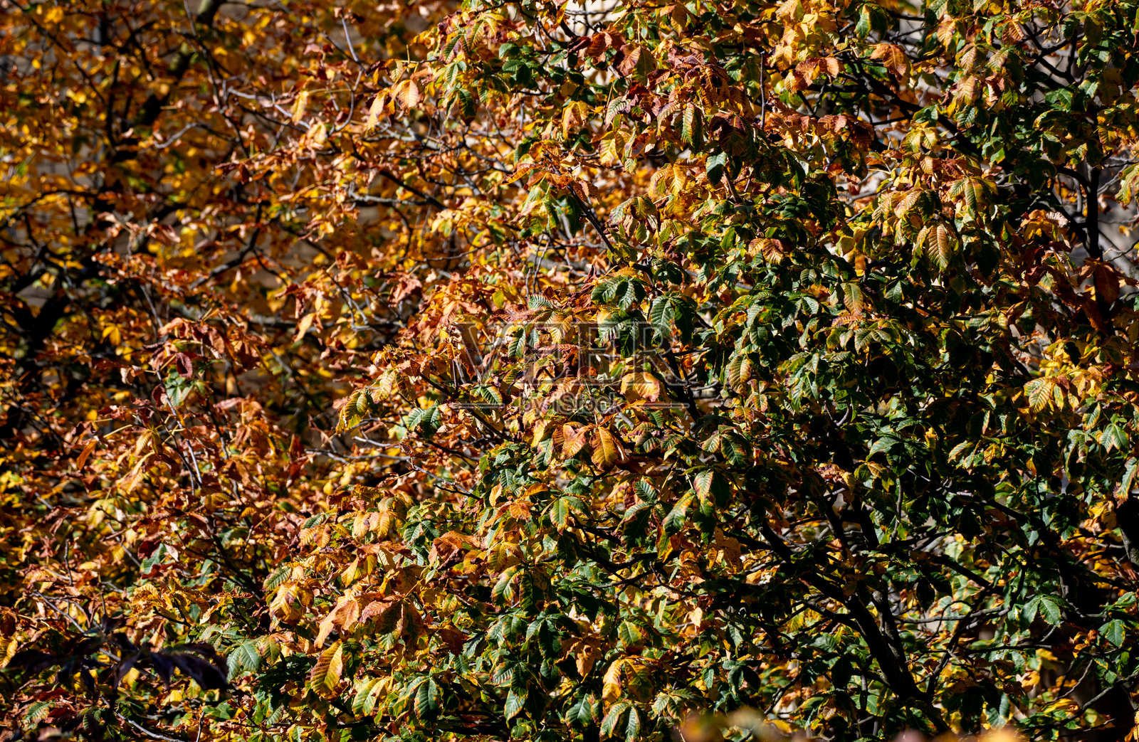 色彩鲜艳的秋叶照片摄影图片