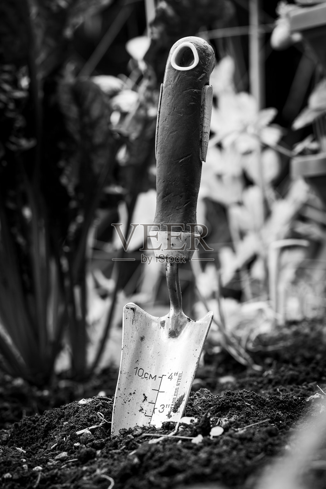 园艺铲垂直照片摄影图片