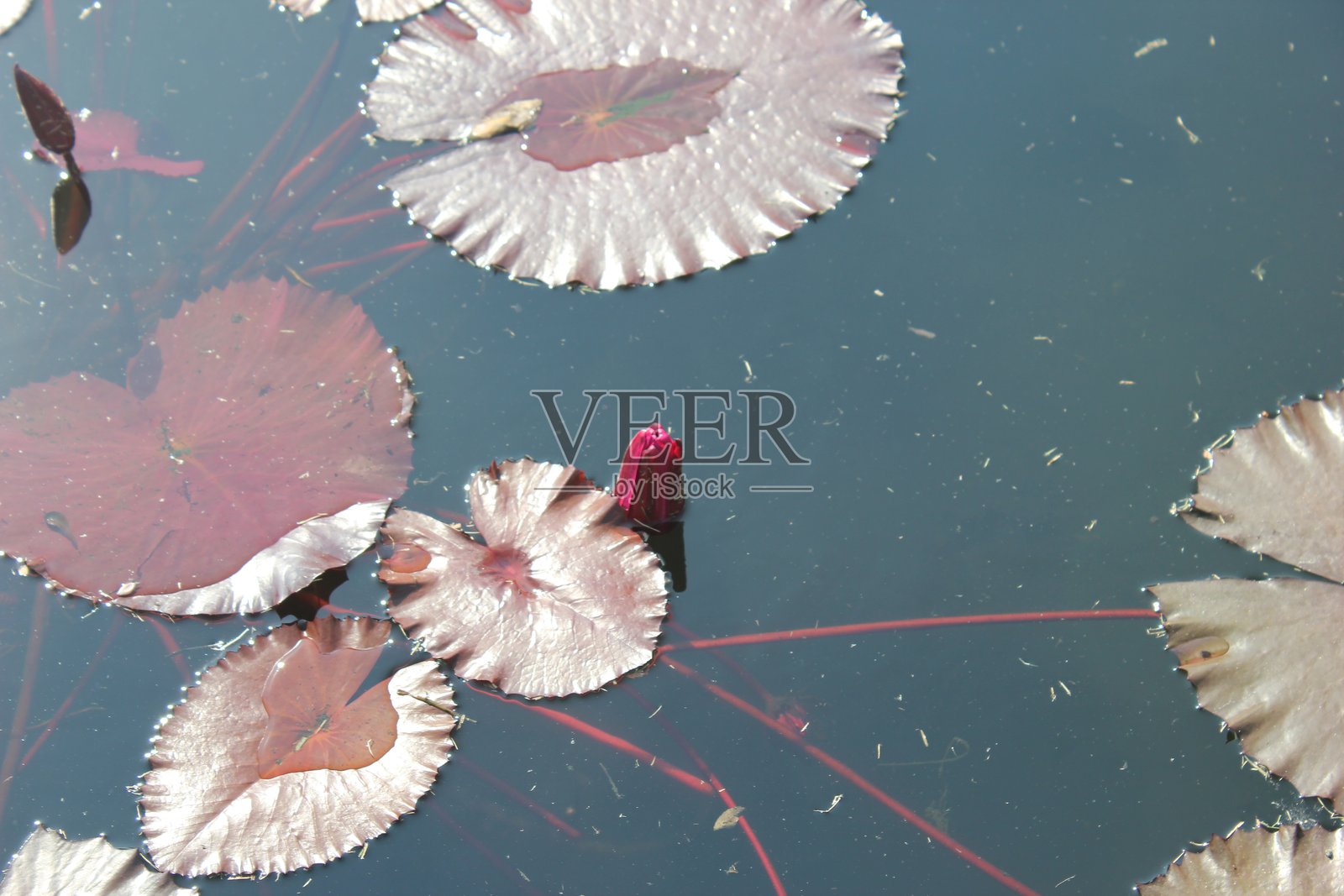 新奥尔良 - 公园照片摄影图片