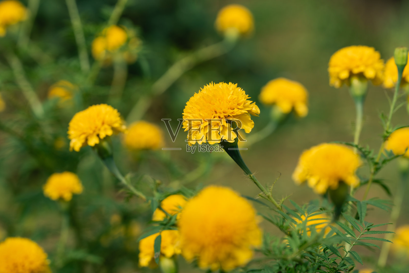 盛开的亮黄色万寿菊花，大自然充满活力的美丽，展示了春季多彩的花园花卉和迷人的花卉景观照片摄影图片