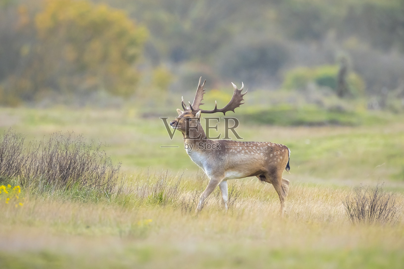 秋季发情期的雄性普通麃（Dama Dama），长着一对大角照片摄影图片