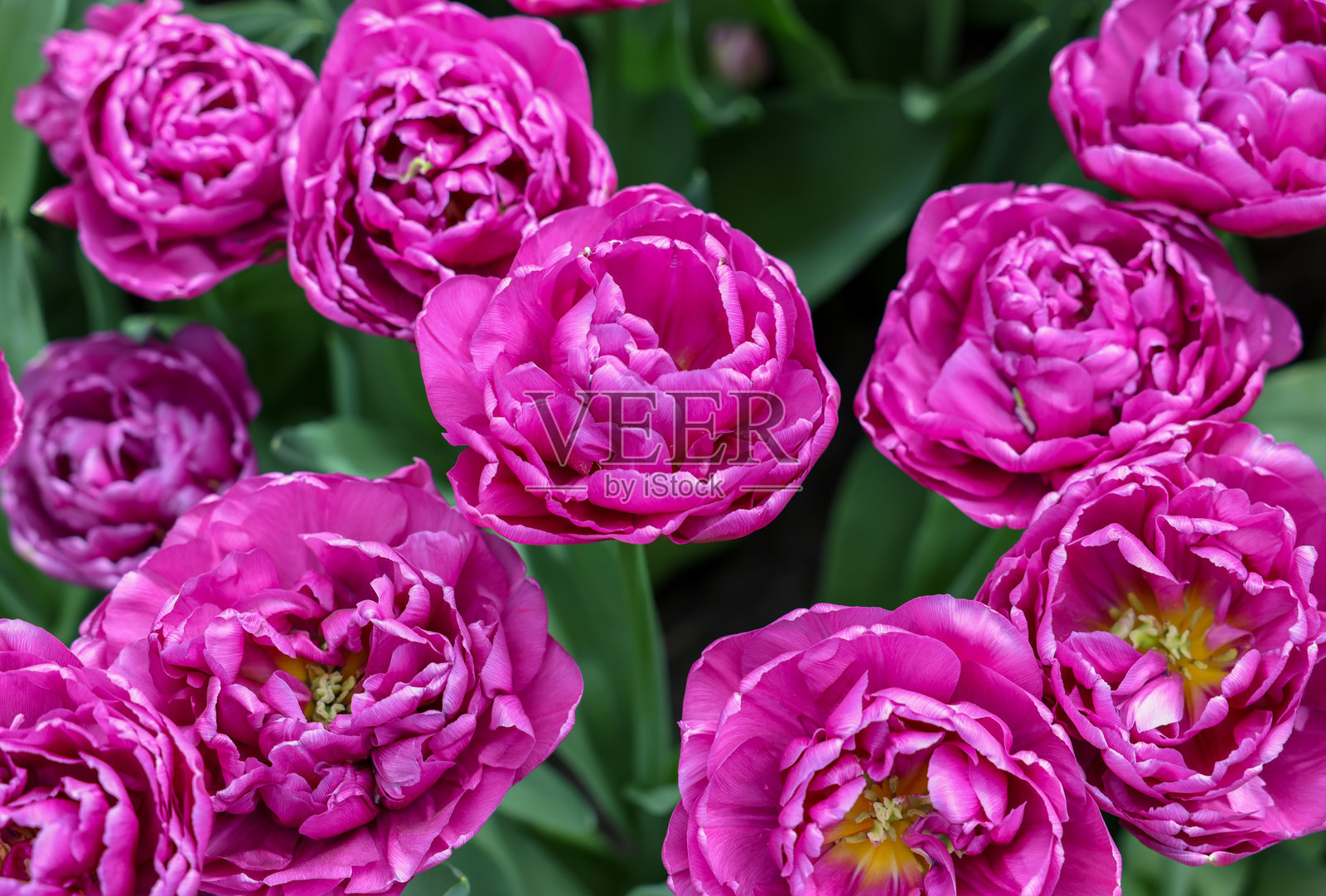 名为Chiara的郁金香，属于双 late 组。照片摄影图片