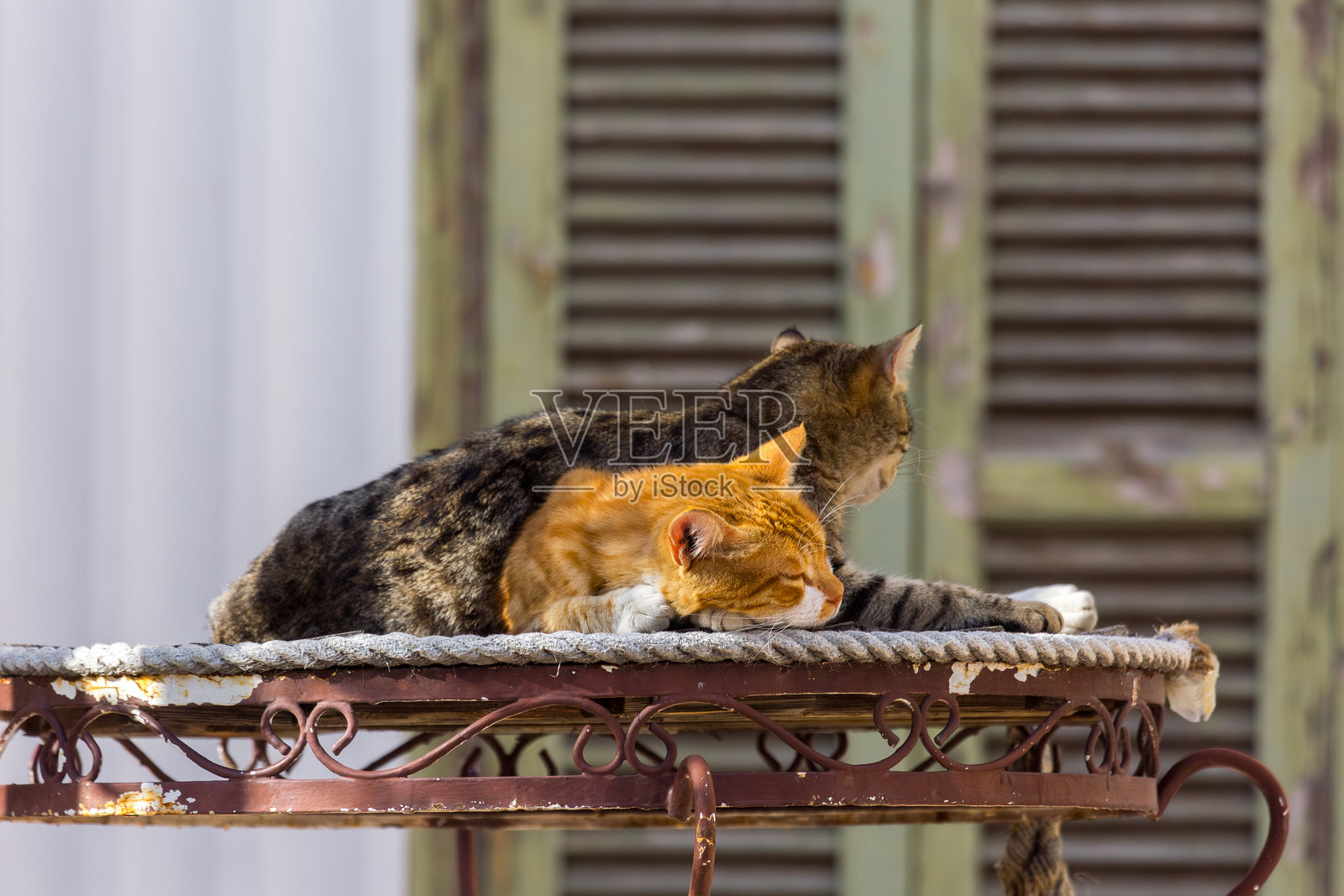 一只深色虎斑猫依偎在一只橘色姜黄色猫旁边，它们栖身在一张质朴的旧金属桌上。这个温馨的场景捕捉了一个温暖午后，猫咪们深感舒适与陪伴的时刻。照片摄影图片