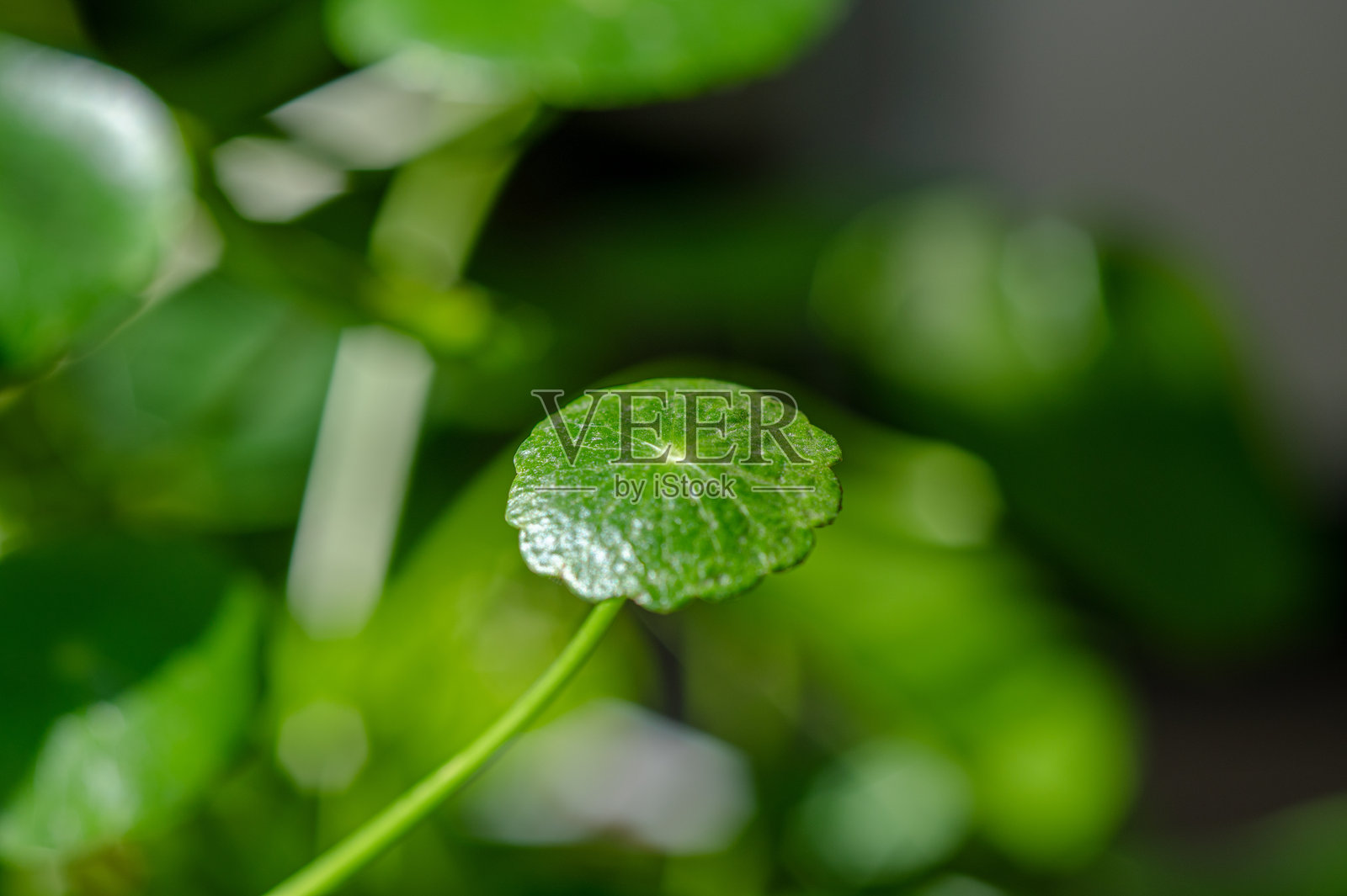 虚化背景下的绿色滴水观音叶子照片摄影图片