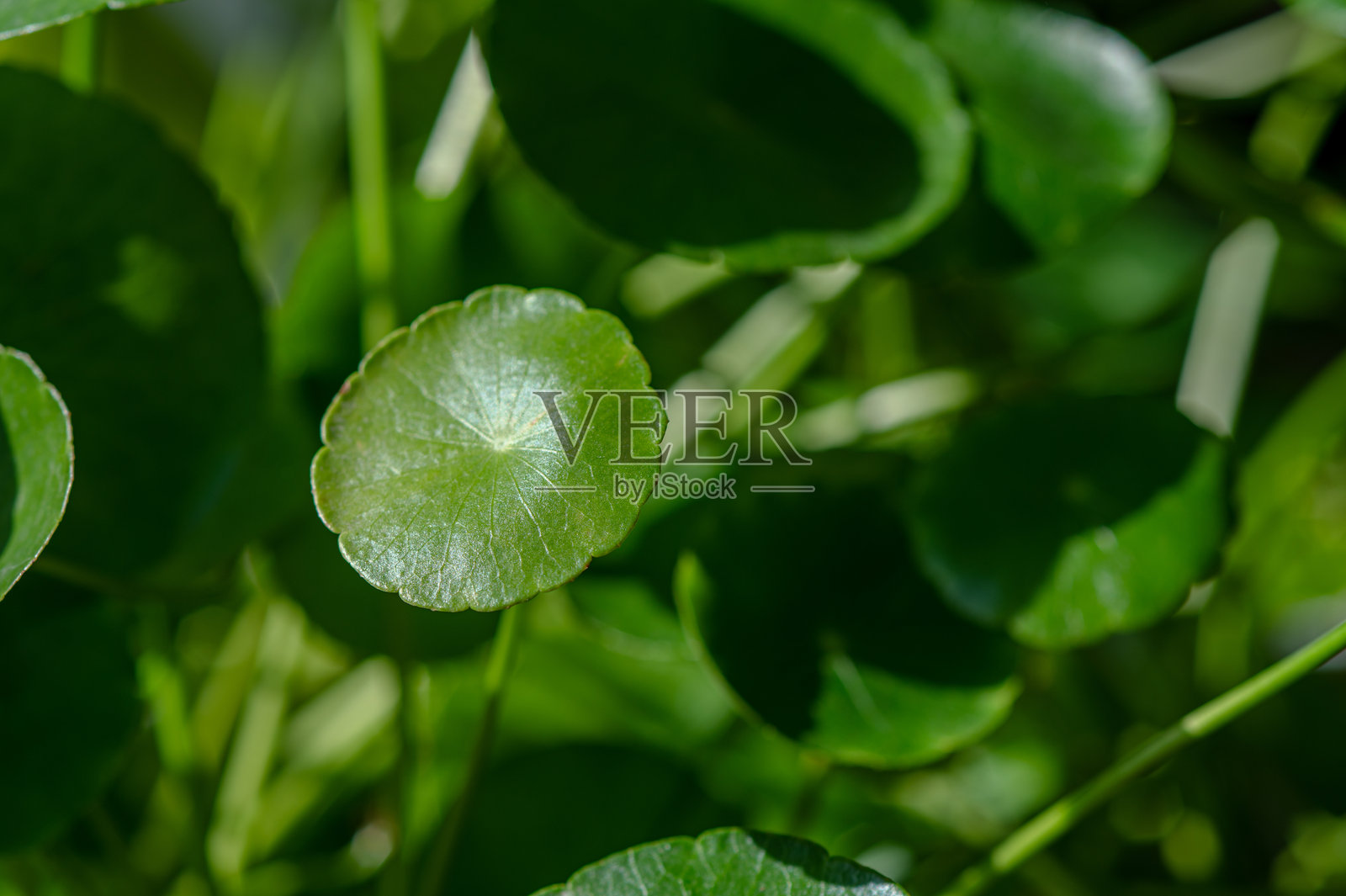 生长健康的积雪草，绿叶茂盛照片摄影图片
