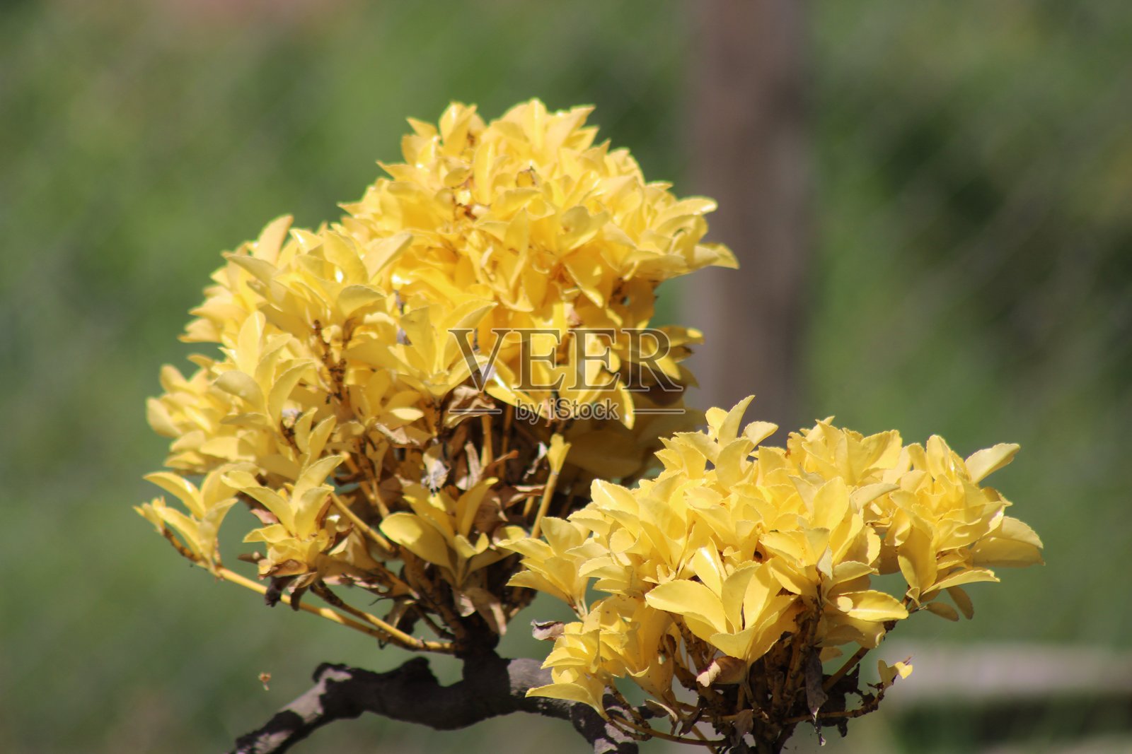 花园里绿叶灌木丛中鲜艳的黄花特写。照片摄影图片