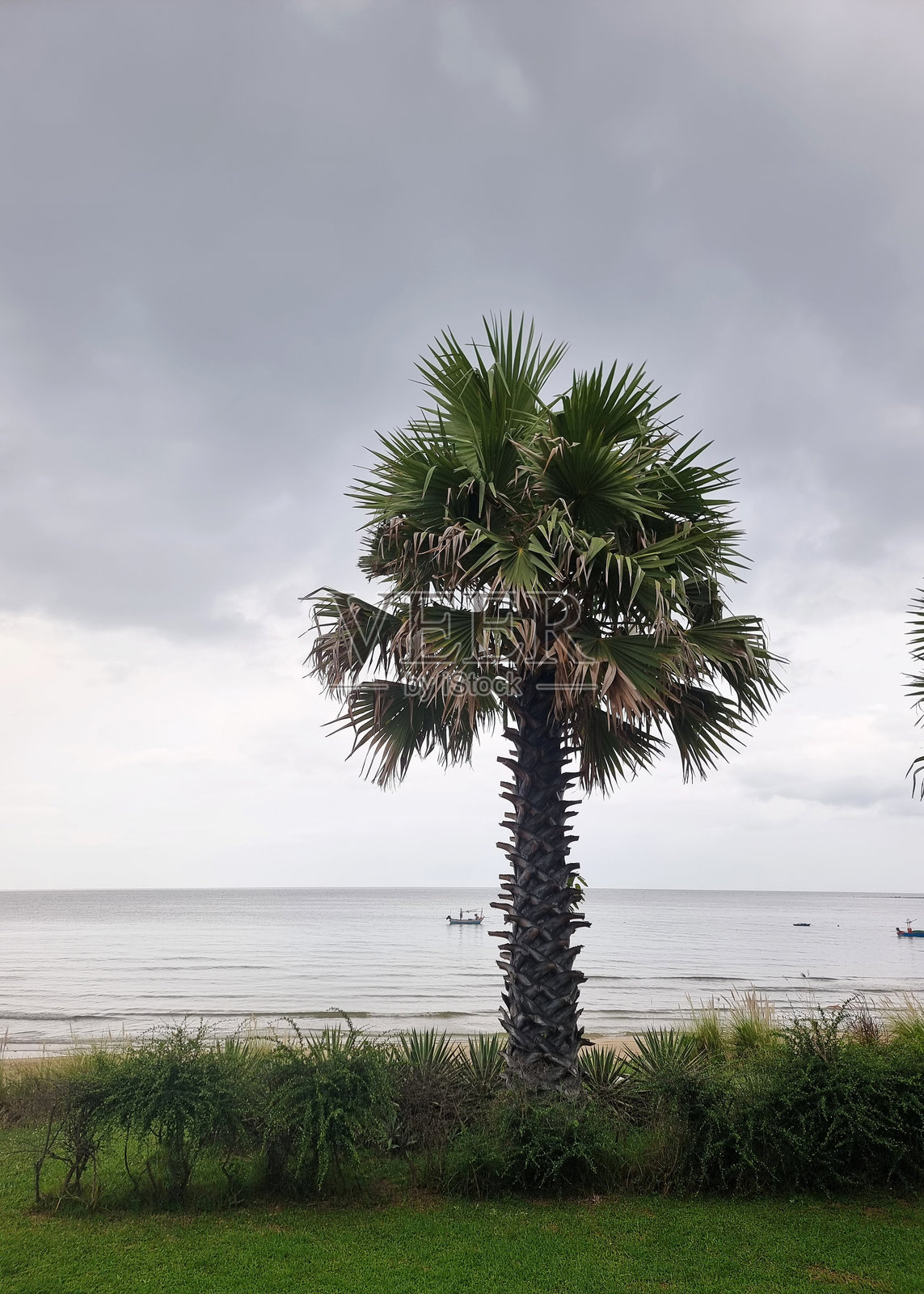海滩上单独的糖棕树的垂直镜头，背景是天空中的大海和层积云。照片摄影图片