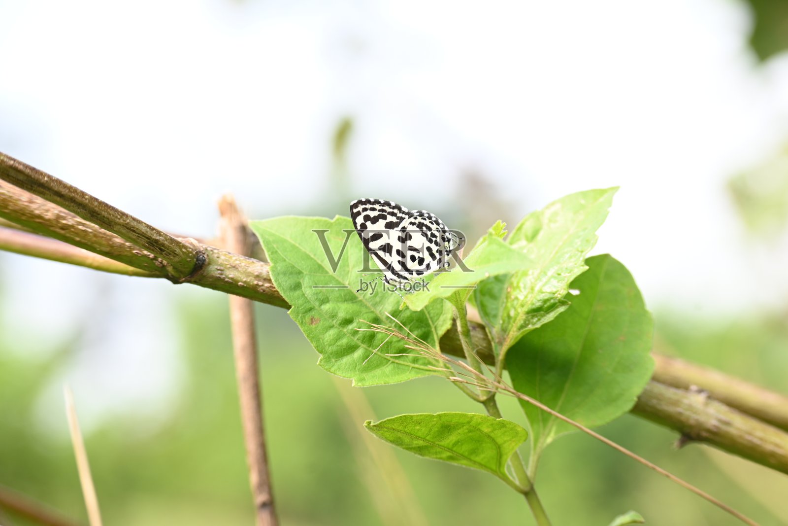 Castalius rosimon 或 常见白缘黛粉蝶。照片摄影图片