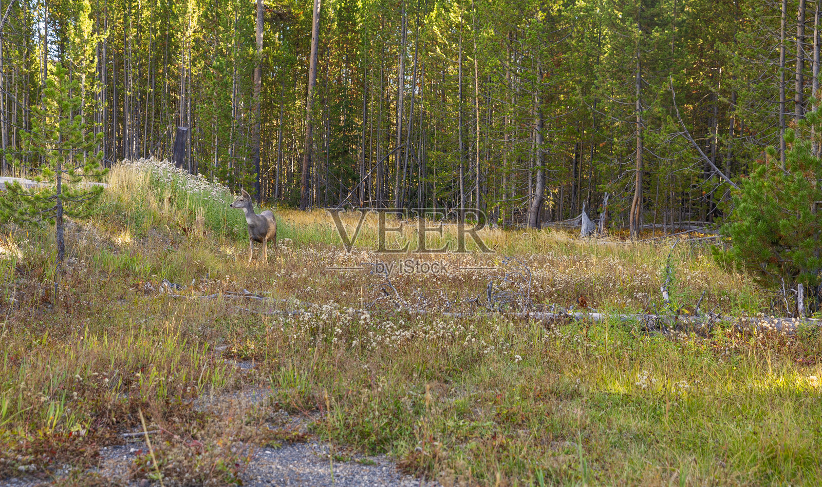 黄石国家公园森林中的鹿照片摄影图片