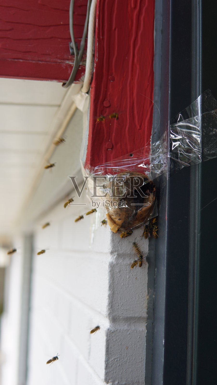 蜜蜂群照片摄影图片