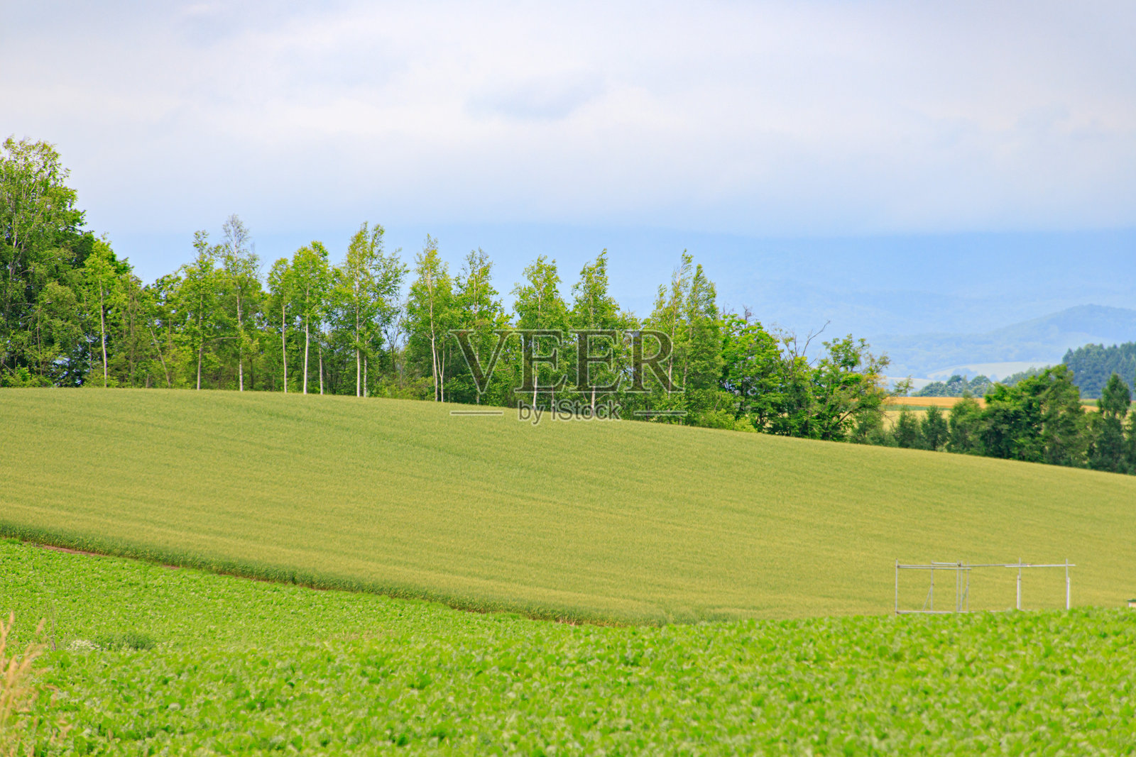 层叠翠绿：柔和阴天光下的起伏山丘与农作物，日本北海道照片摄影图片