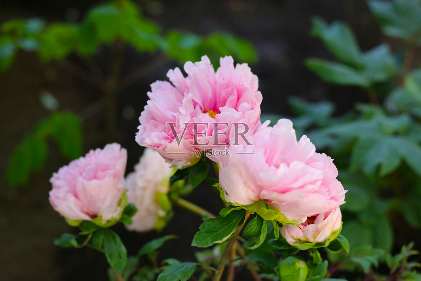 牡丹的漂亮花朵照片摄影图片