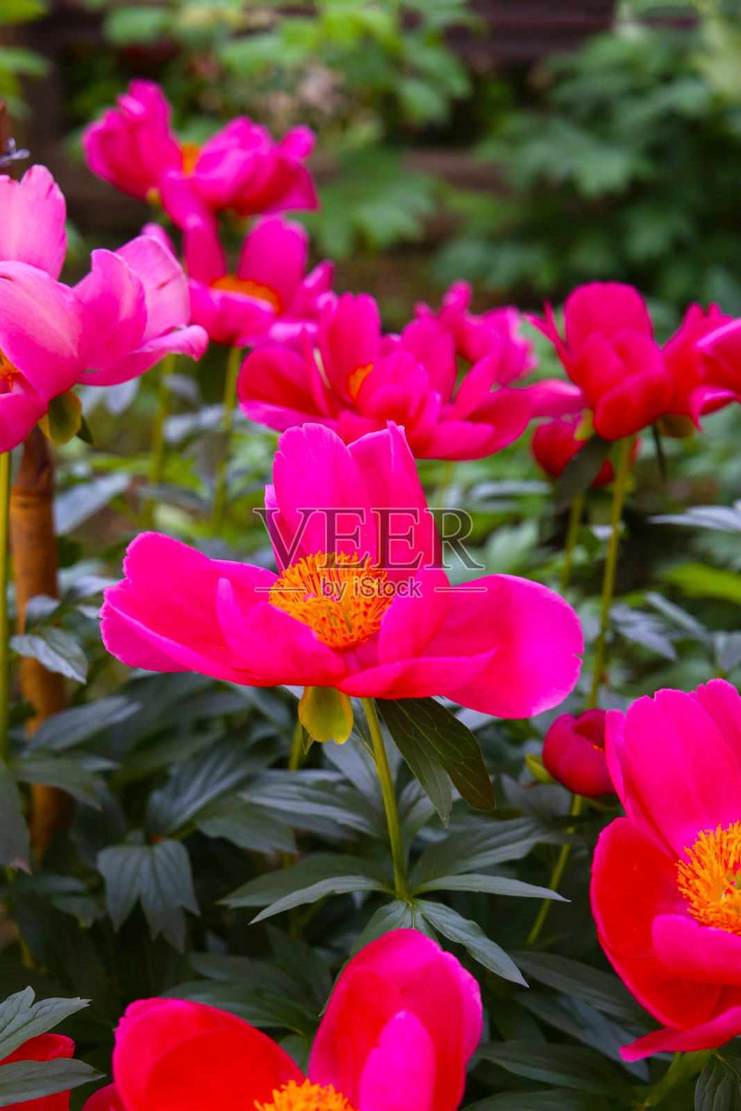 盛开的粉色牡丹花在日本花园中绽放。照片摄影图片