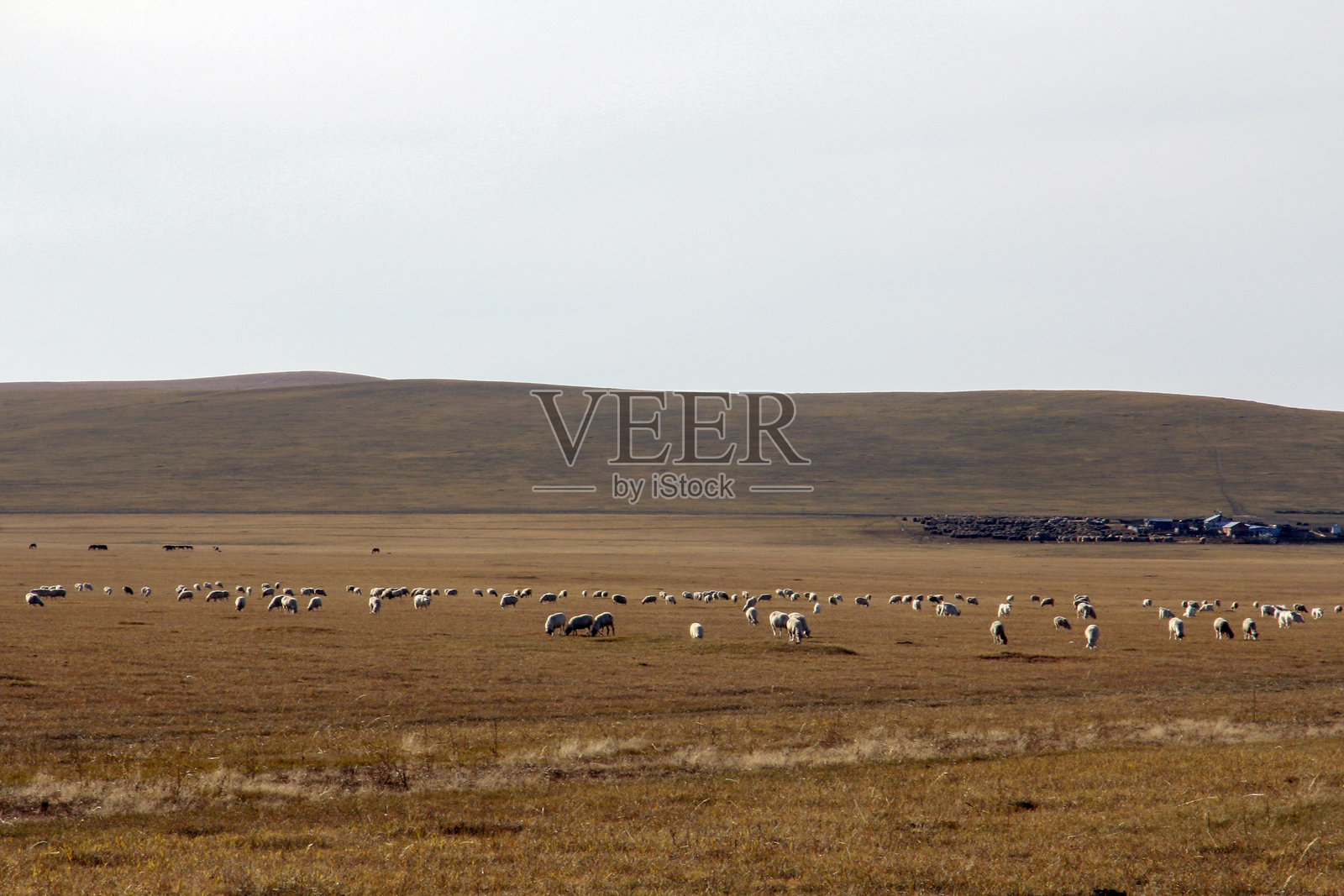 辽阔的草原上，一群羊在悠闲地吃草照片摄影图片
