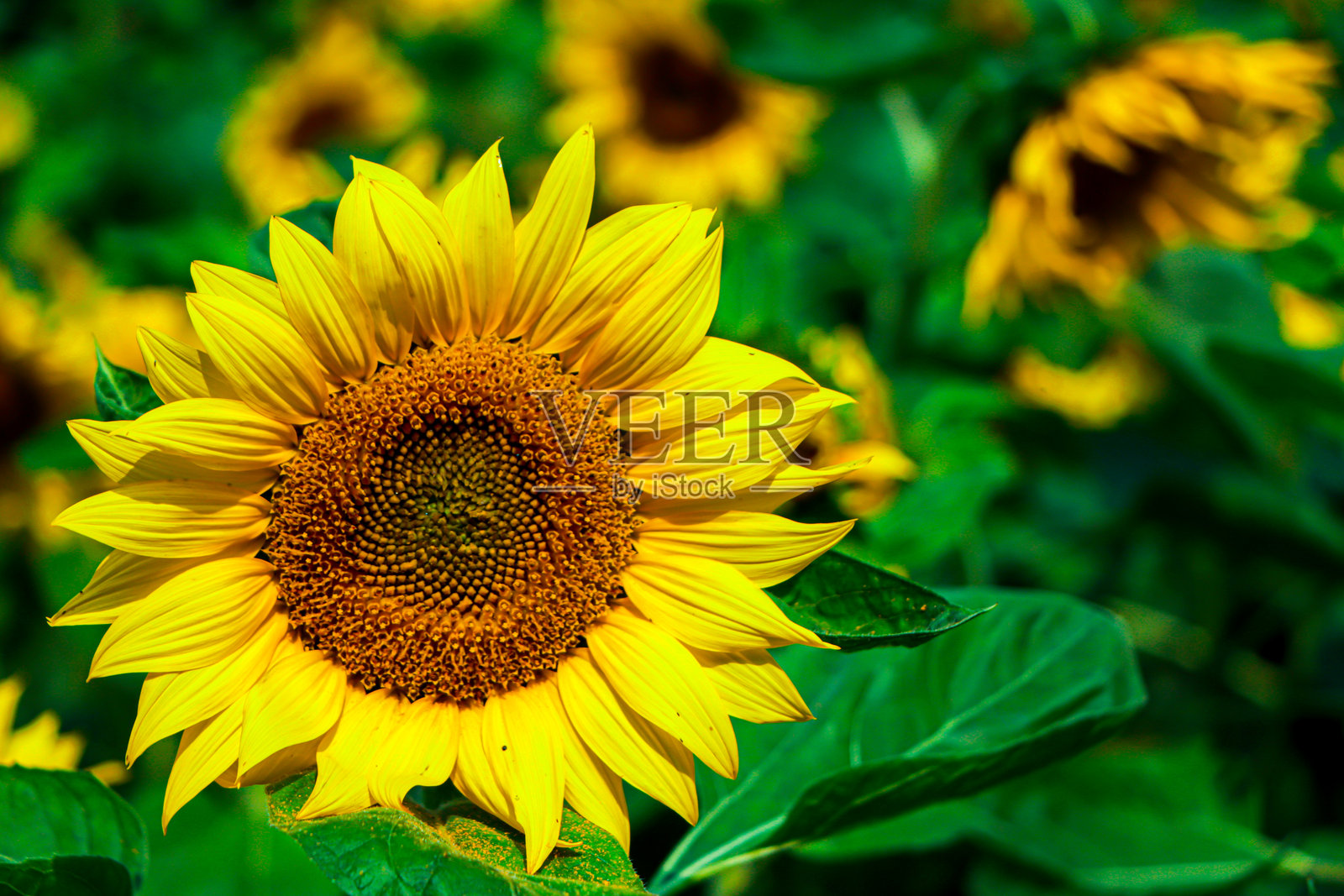 田野里盛开的向日葵照片摄影图片