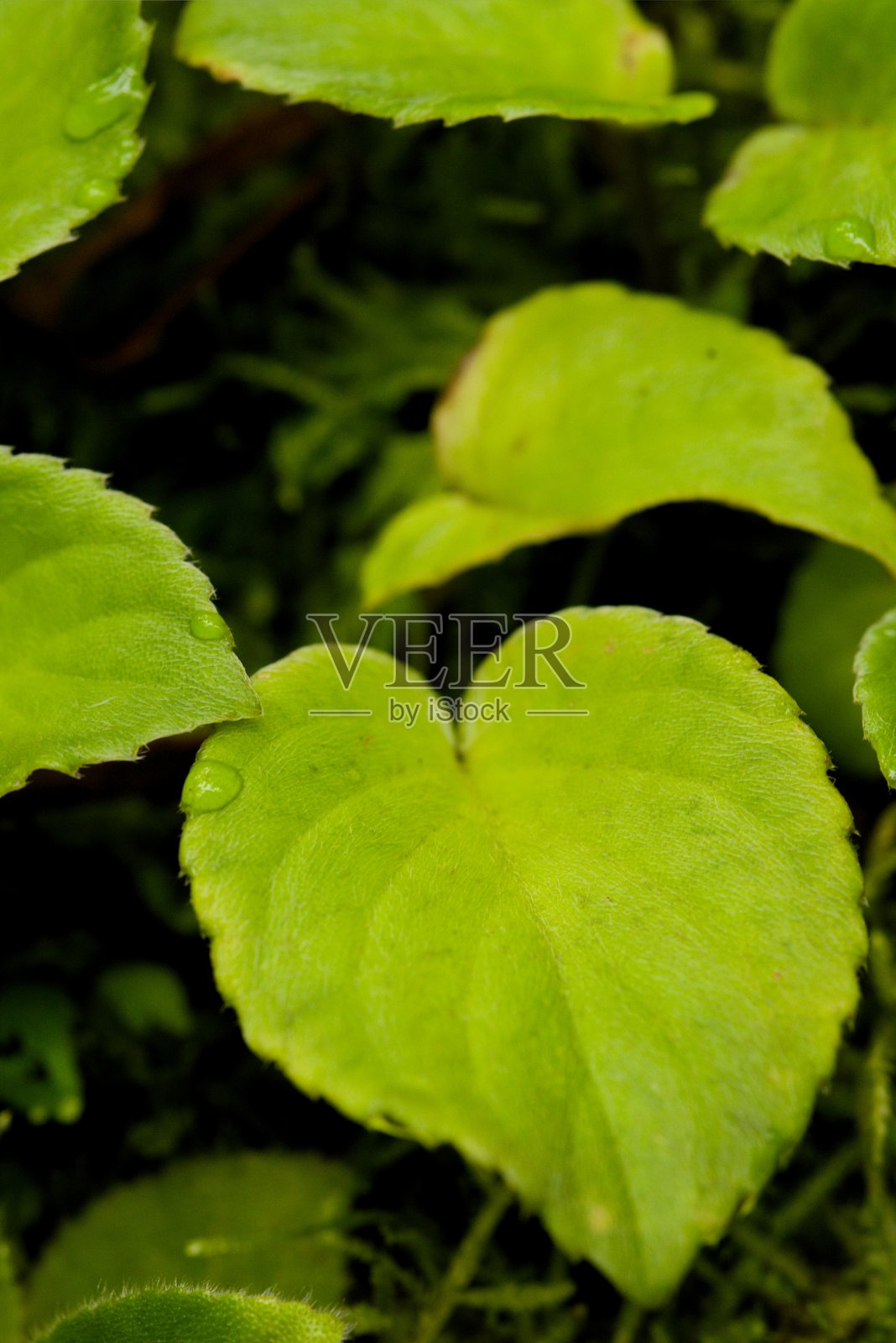 植物名录 2025 - 堇菜叶非洲紫罗兰 subsp. grotei (非洲紫罗兰)照片摄影图片