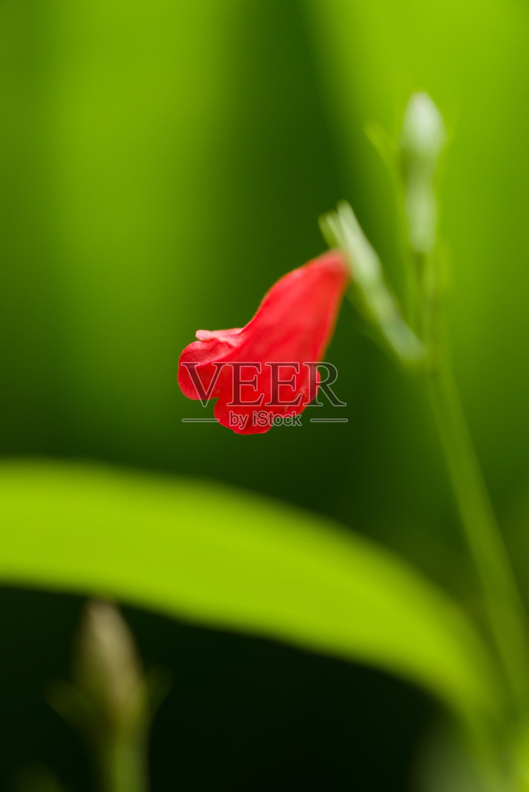 植物名录 2025 - 锦葵属（红色热带花朵）照片摄影图片