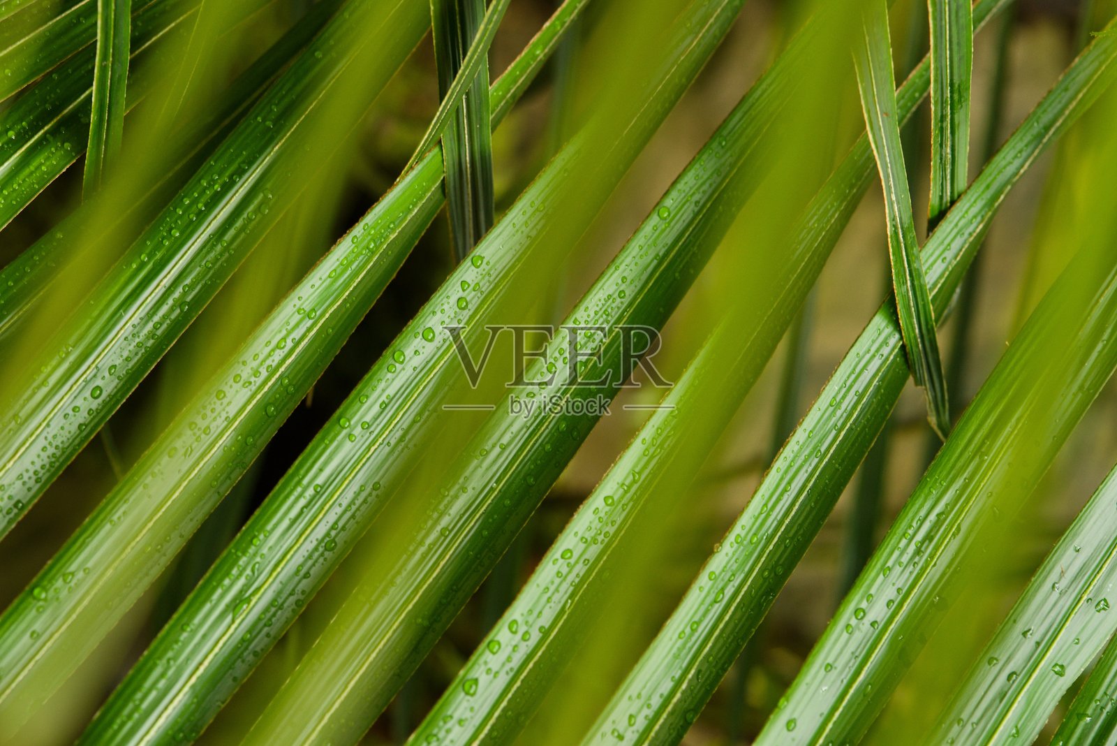 植物清单 2025 - 带有露珠的棕榈叶照片摄影图片