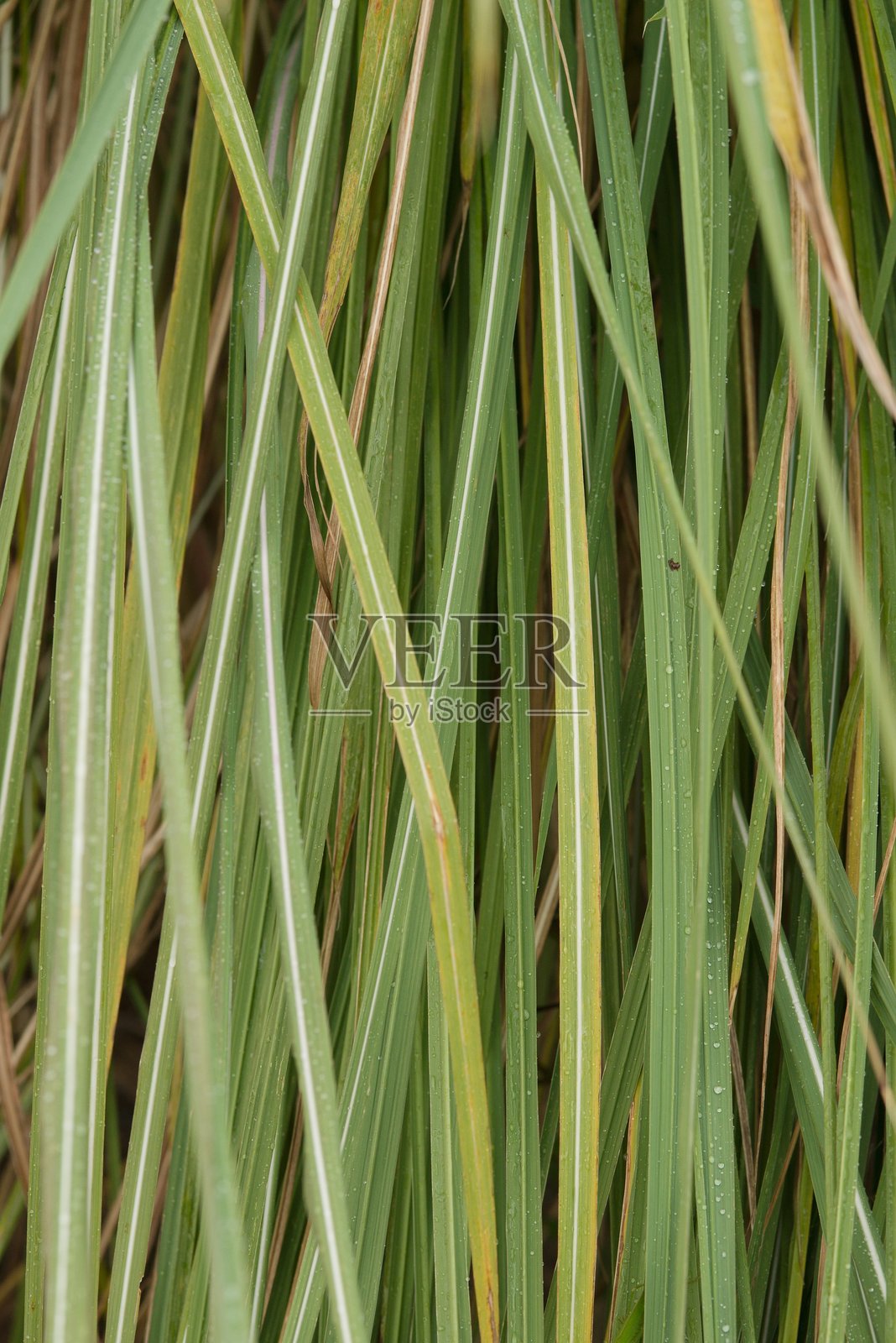 植物名录 2025 - 萨卡鲁姆·拉文纳（Ravenna Grass 叶子纹理）照片摄影图片