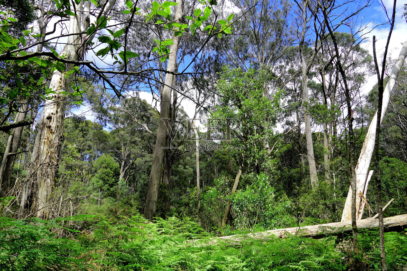 澳大利亚维多利亚州高地萨马里亚山州立公园照片摄影图片