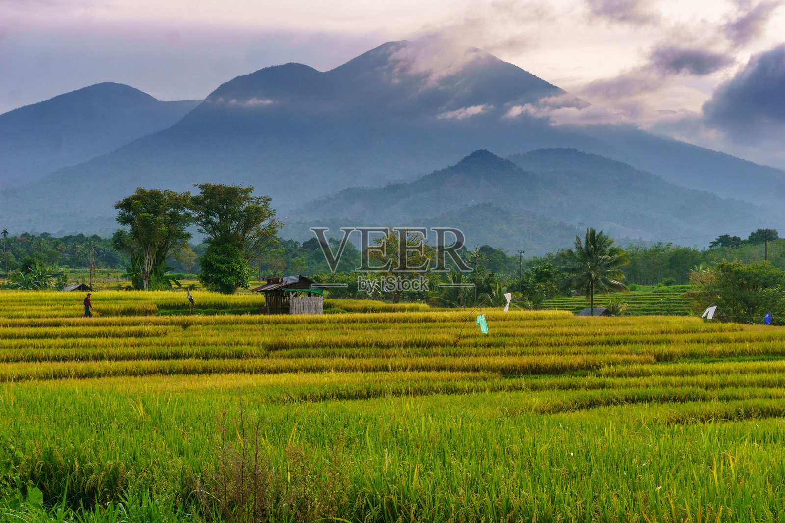 印度尼西亚的美丽早晨全景，稻田色彩缤纷，天空和自然光美不胜收照片摄影图片