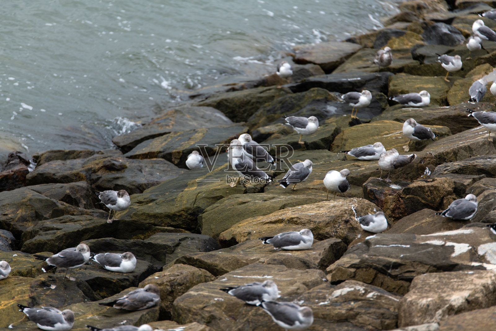 一群海鸥栖息在多岩石的海岸线上照片摄影图片