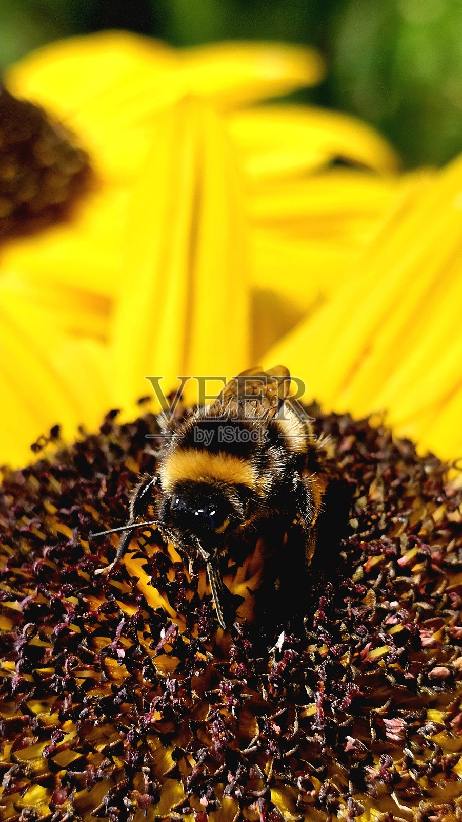 向日葵上的大黄蜂照片摄影图片