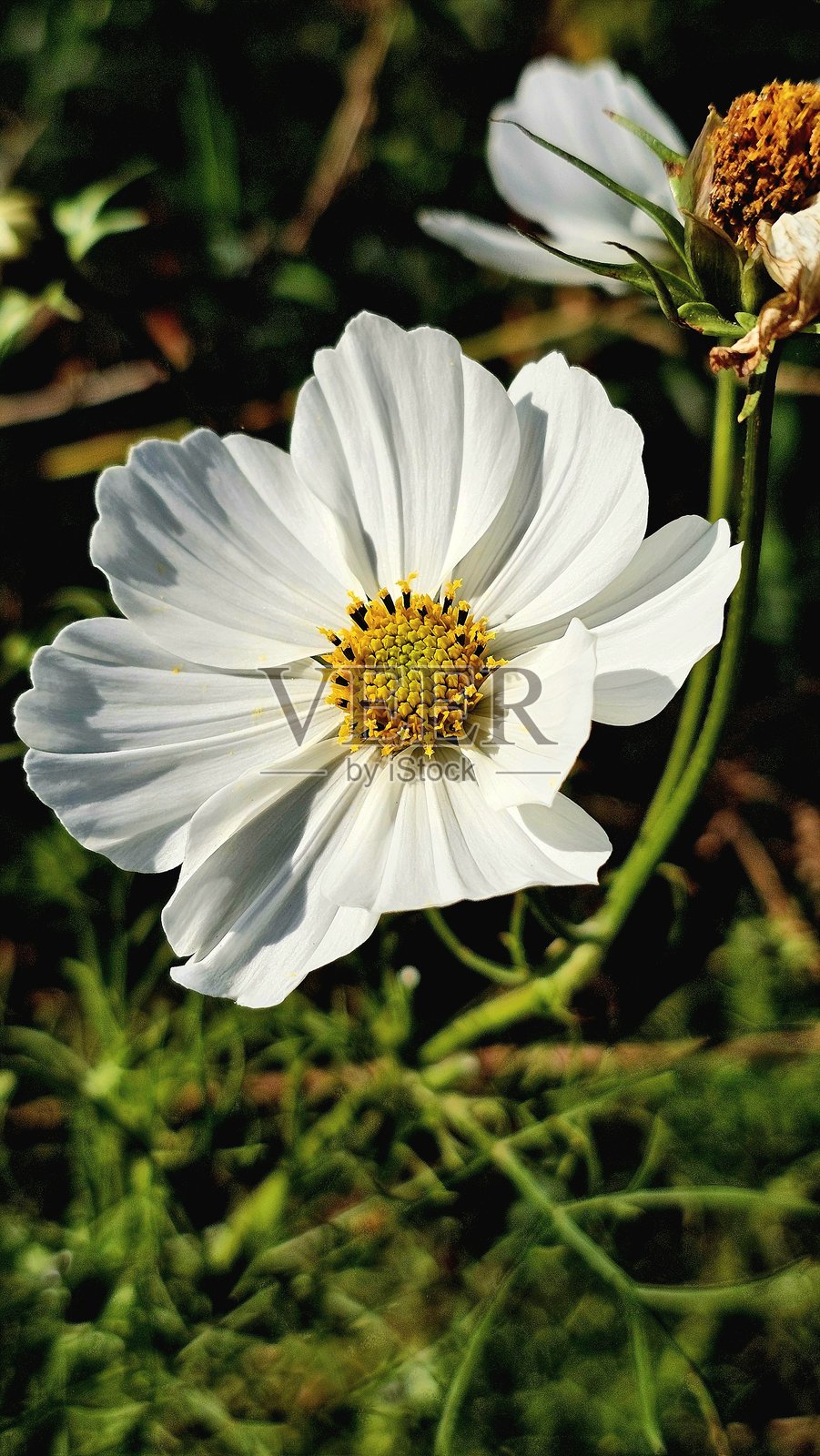 阳光下的白色波斯菊照片摄影图片