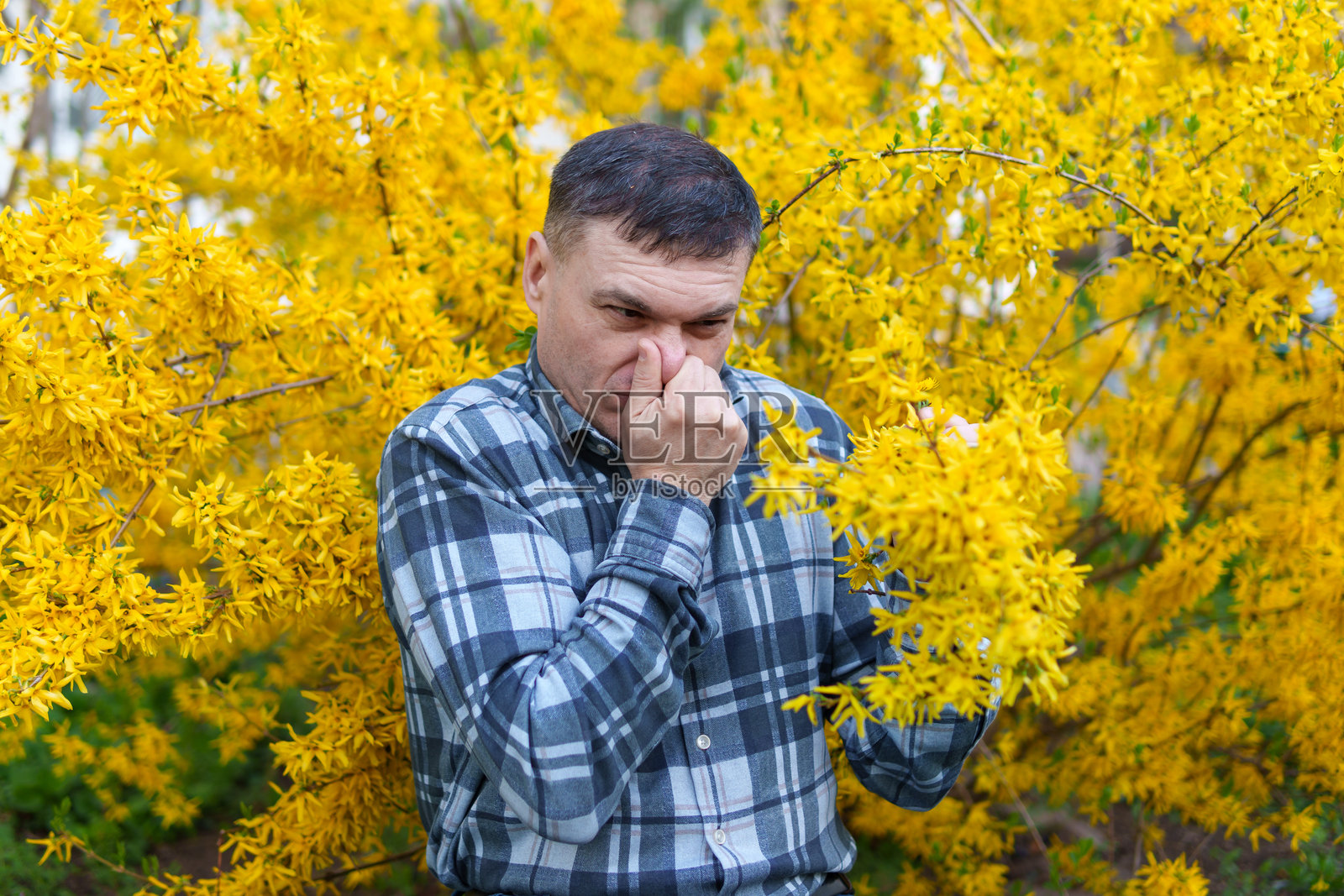 春日黄连翘花背景下的男性肖像，展现春天的自然与花开照片摄影图片
