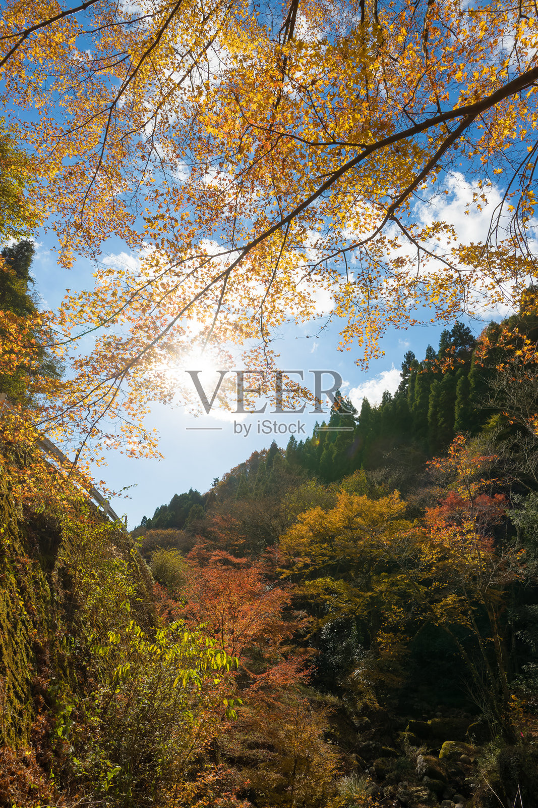 秋日山谷的落叶（大分县丰后大野市）照片摄影图片